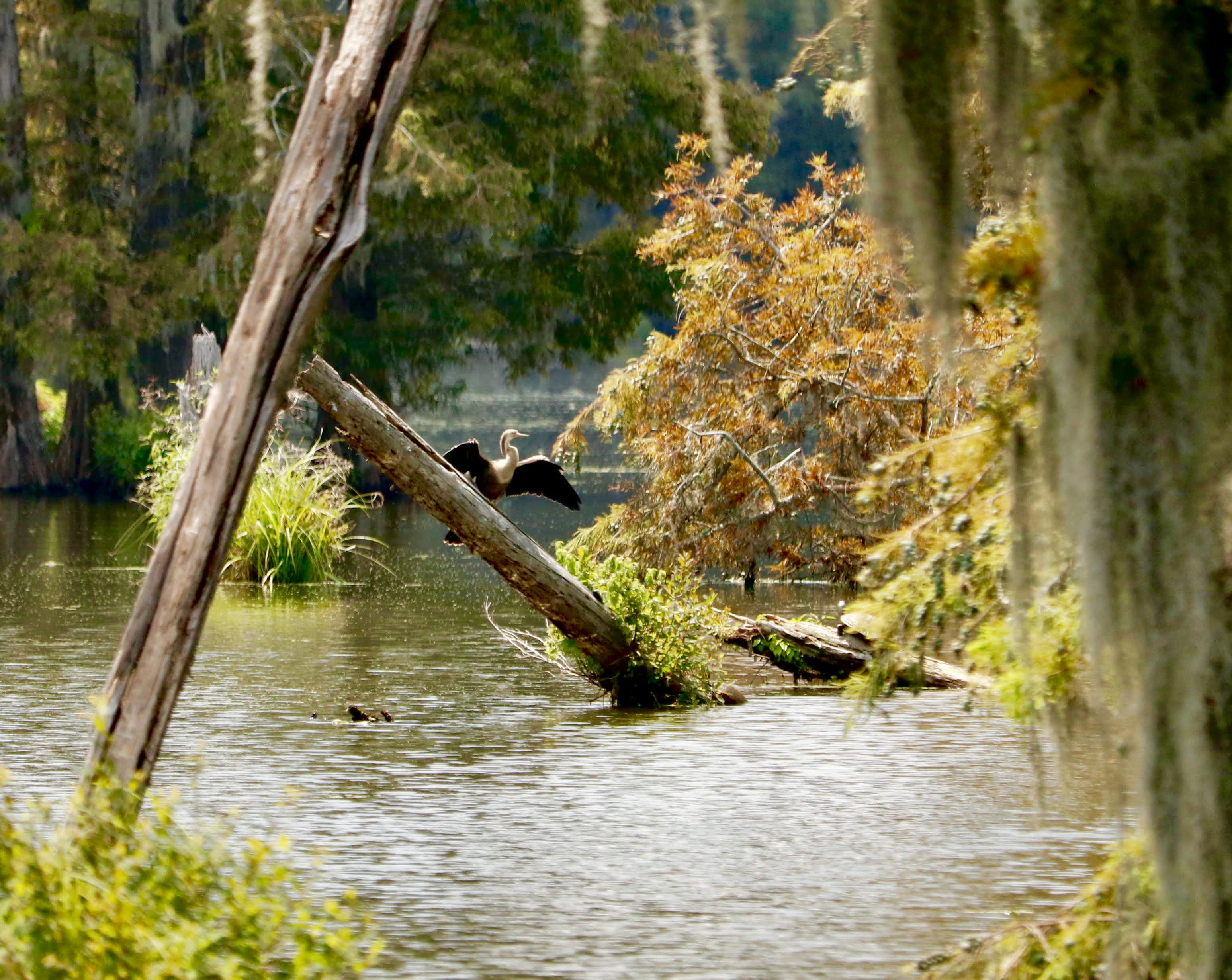 land, 2K, alligator, tree, Spanish moss, scenics - nature, wood - material, nature, change, tranquility, beauty in nature, no people, woodland, bird, water, HD Wallpaper