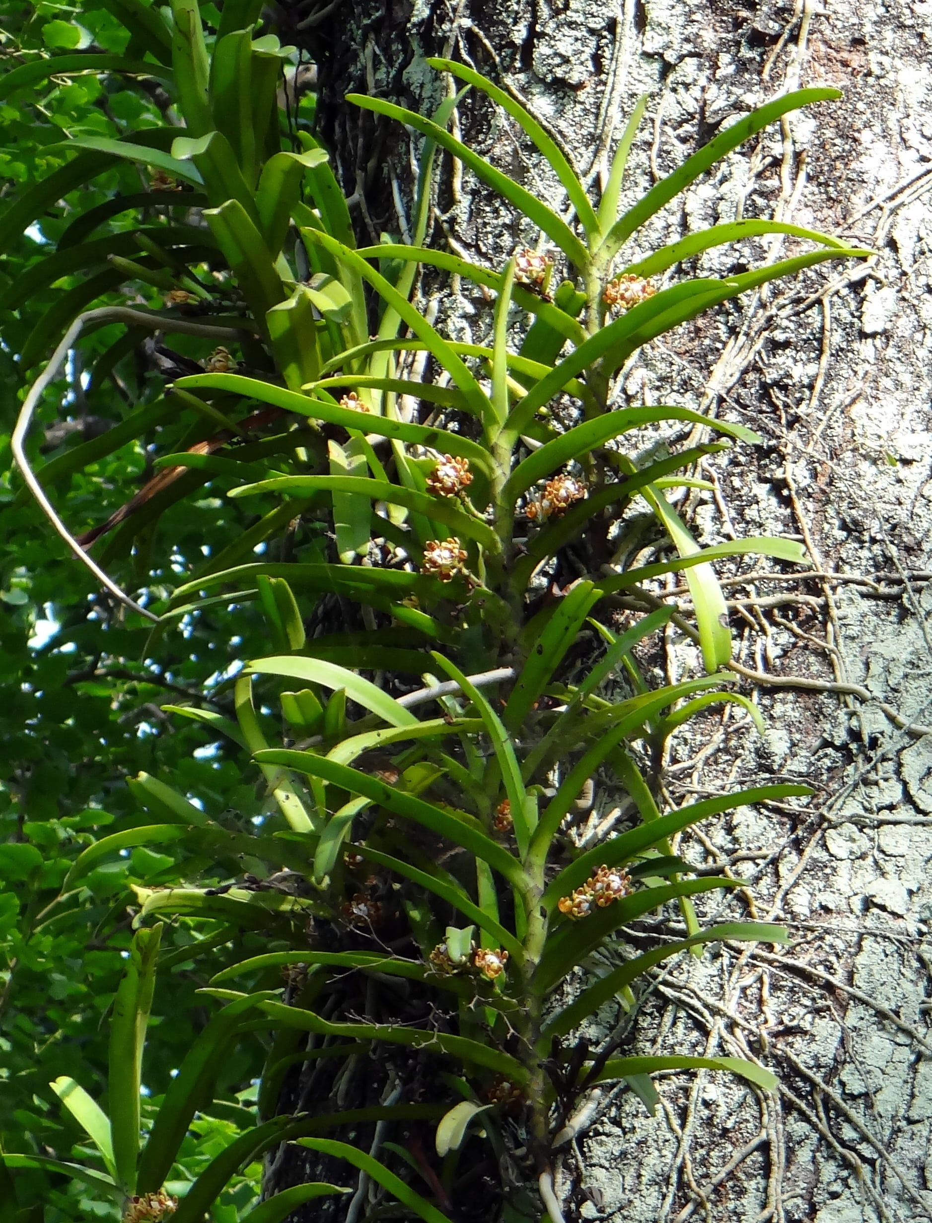 land, western ghats, 1080P, growth, day, acampe praemorsa, freshness, outdoors, plant, beauty in nature, india, field, wild, tree, nature, flower, epiphytic, Phone HD Wallpaper