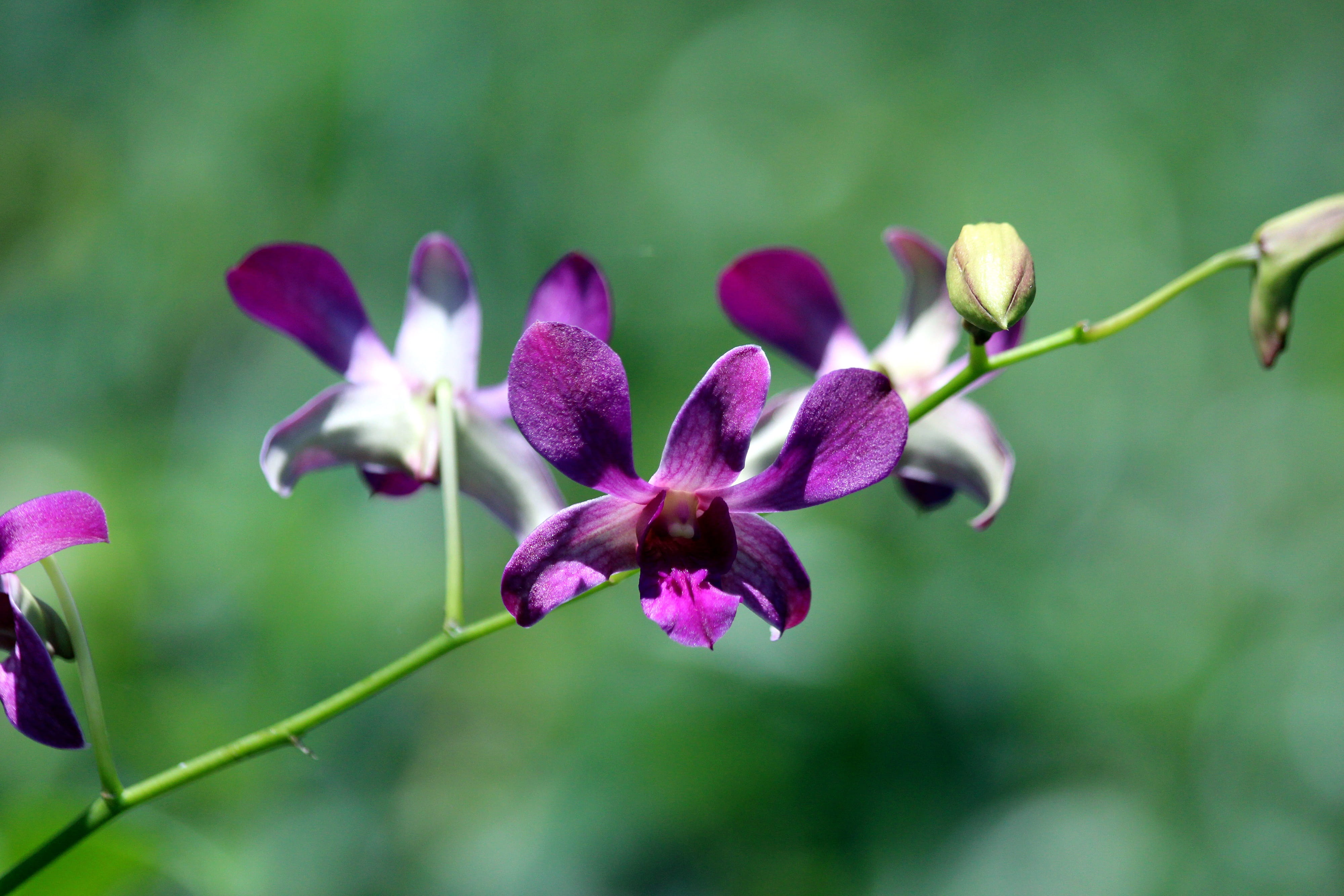 park, outdoors, 4K, purple, no people, botanical garden, flowers, growth, petal, fragility, flowering plant, day, vulnerability, epiphyte, orchid, beauty in nature, HD Wallpaper