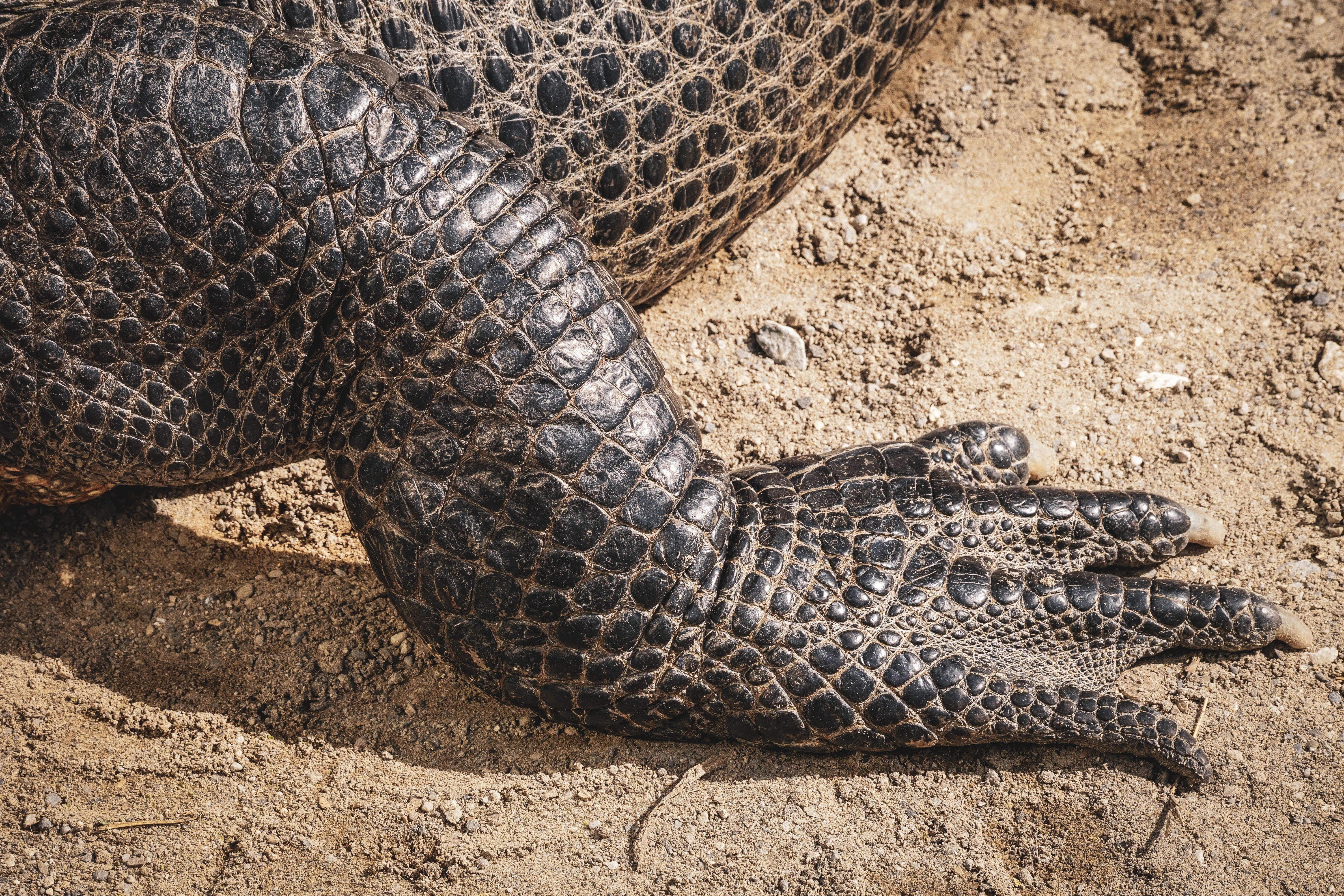 dangerous, field, animal themes, animals in the wild, mississippi aligator, reptile, close-up, animal wildlife, skin, outdoors, high angle view, alligator, HD Wallpaper
