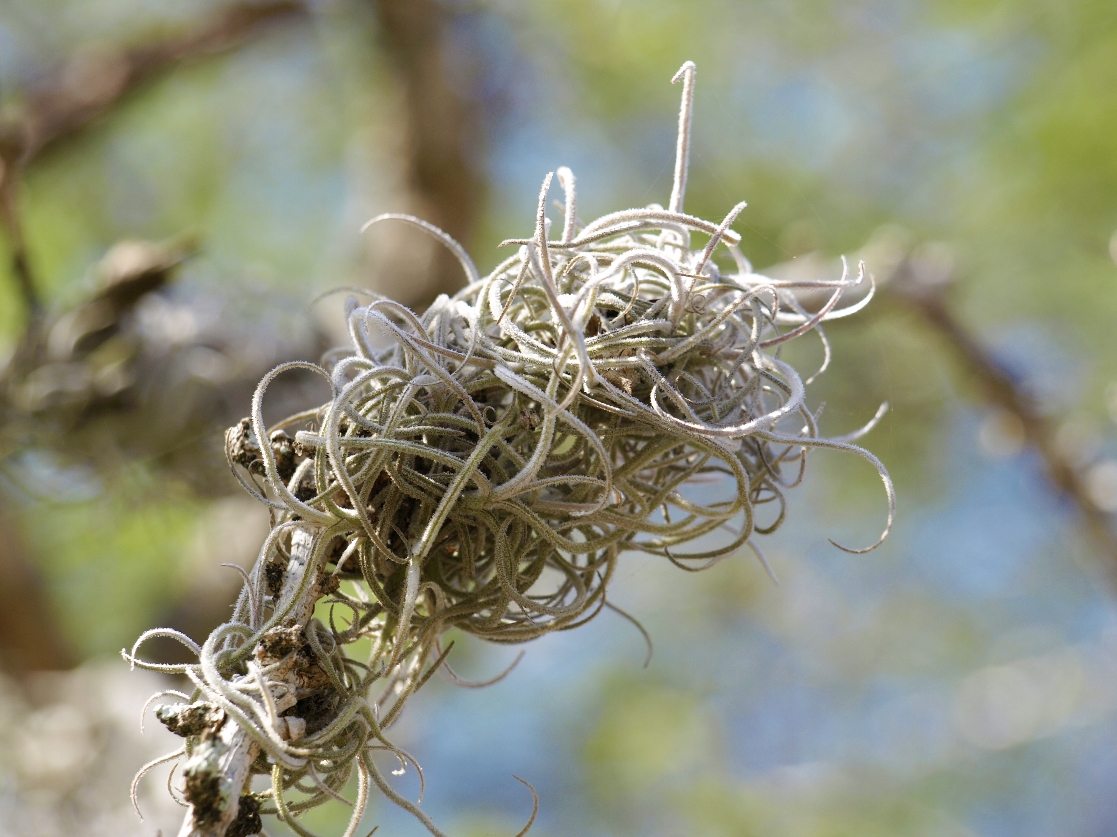 macro, tangled, caribbean, jungle, plant, dried, branches, dead plant, sunlight, forest, vulnerability, twig, animal nest, tree, close-up, dry, tropics, HD Wallpaper