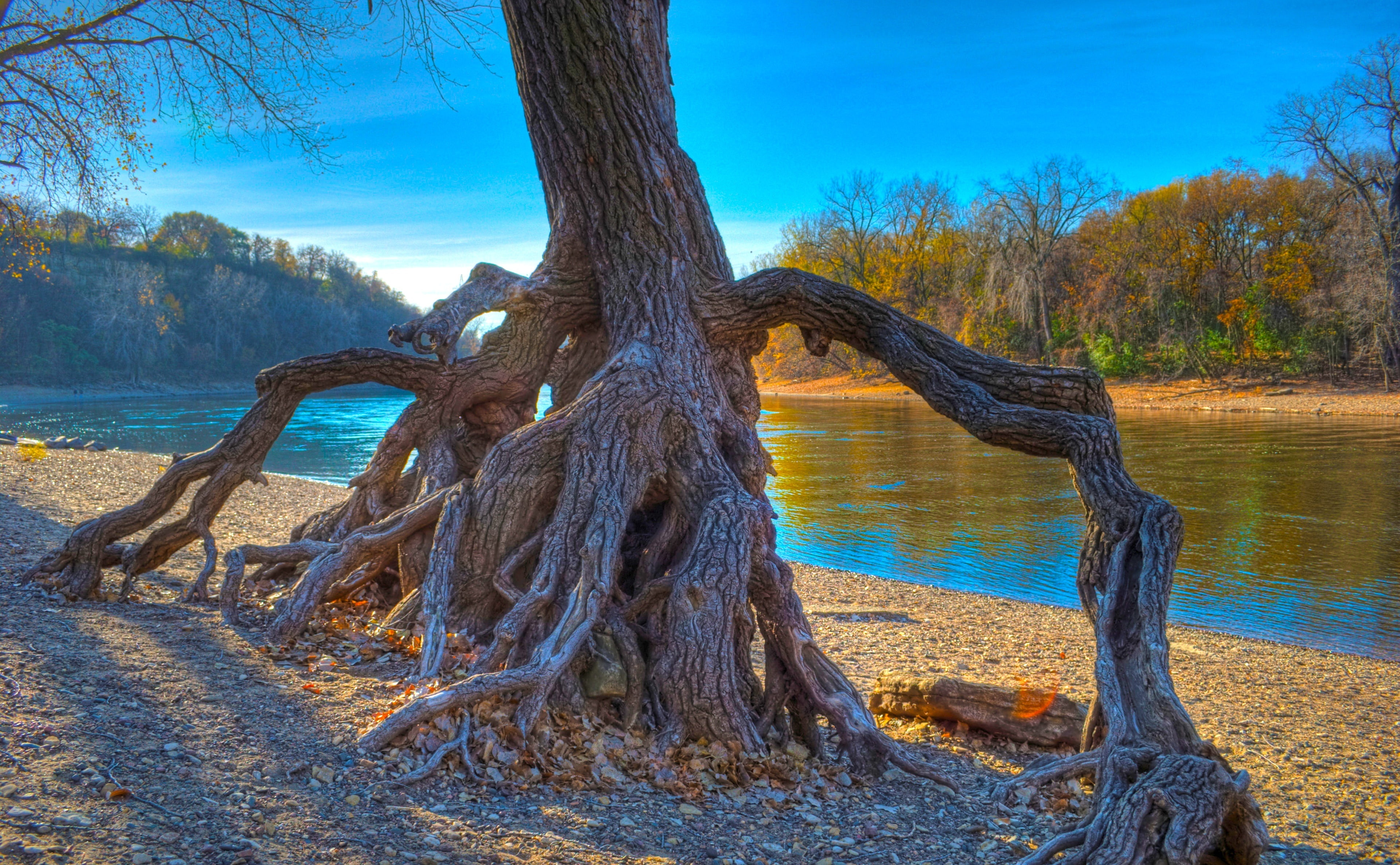 water, Mississippi, plant, lake, Falls, land, idyllic, root, rooted, tree trunk, tree, rope, scenics - nature, Minnesota, no people, brown, Park, tranquility, HD Wallpaper