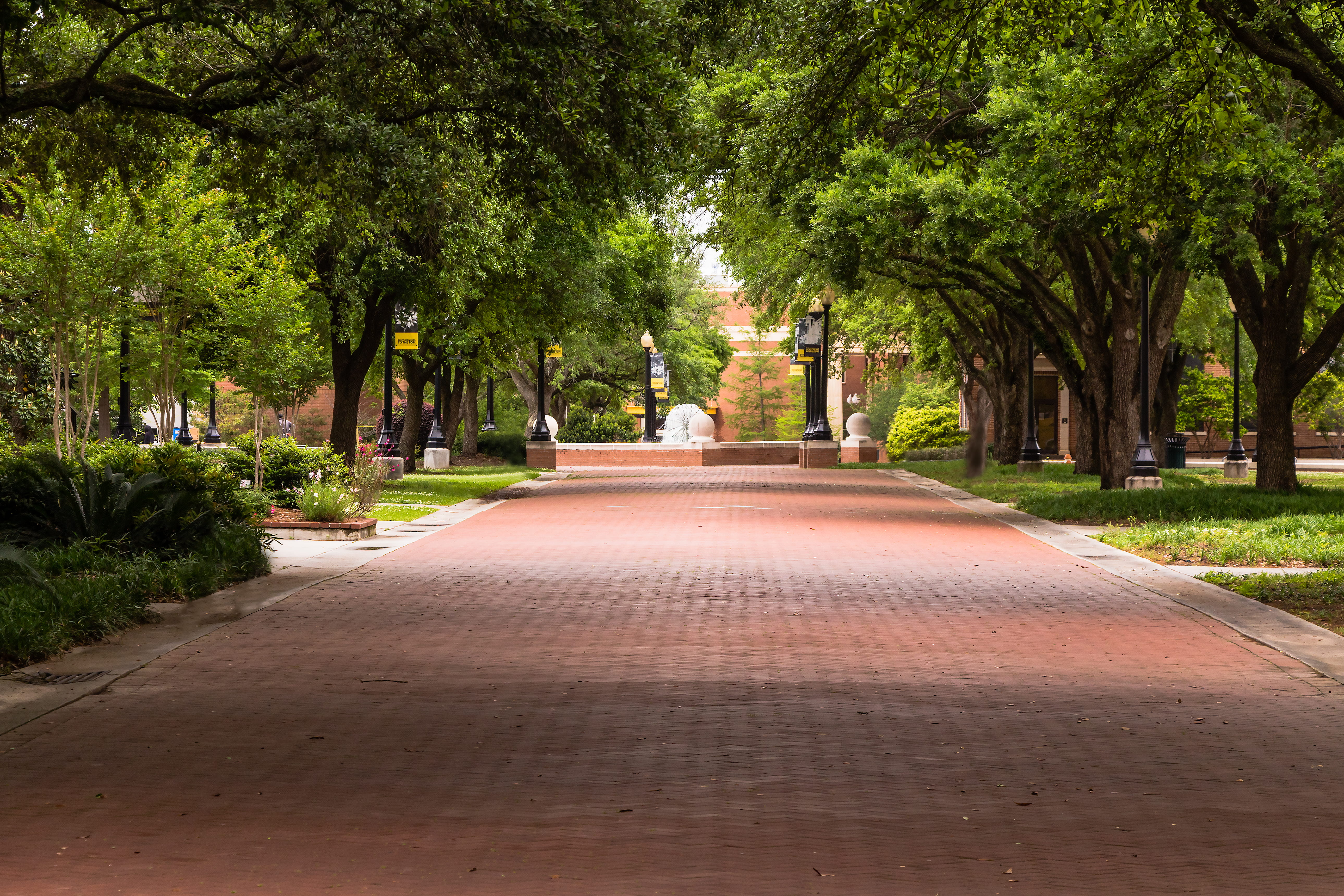 nature, outdoors, park - man made space, beauty in nature, united states, city, diminishing perspective, shady, the way forward, trees, hattiesburg, tranquility, HD Wallpaper
