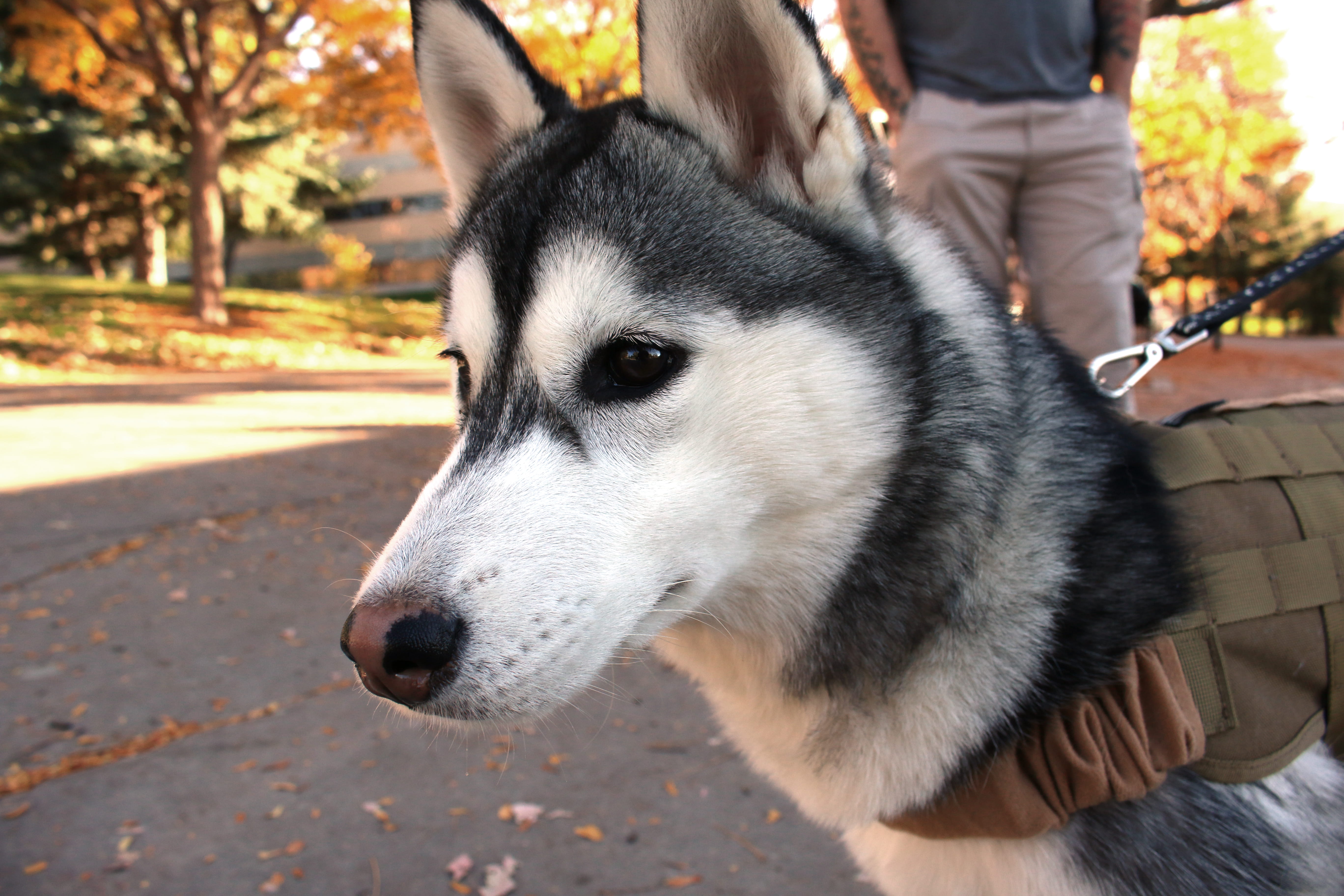 mammal, close-up, day, looking, domestic, domestic animals, pets, real people, cedar city, animal themes, sled dog, animal head, canine, 5K, service dog, HD Wallpaper