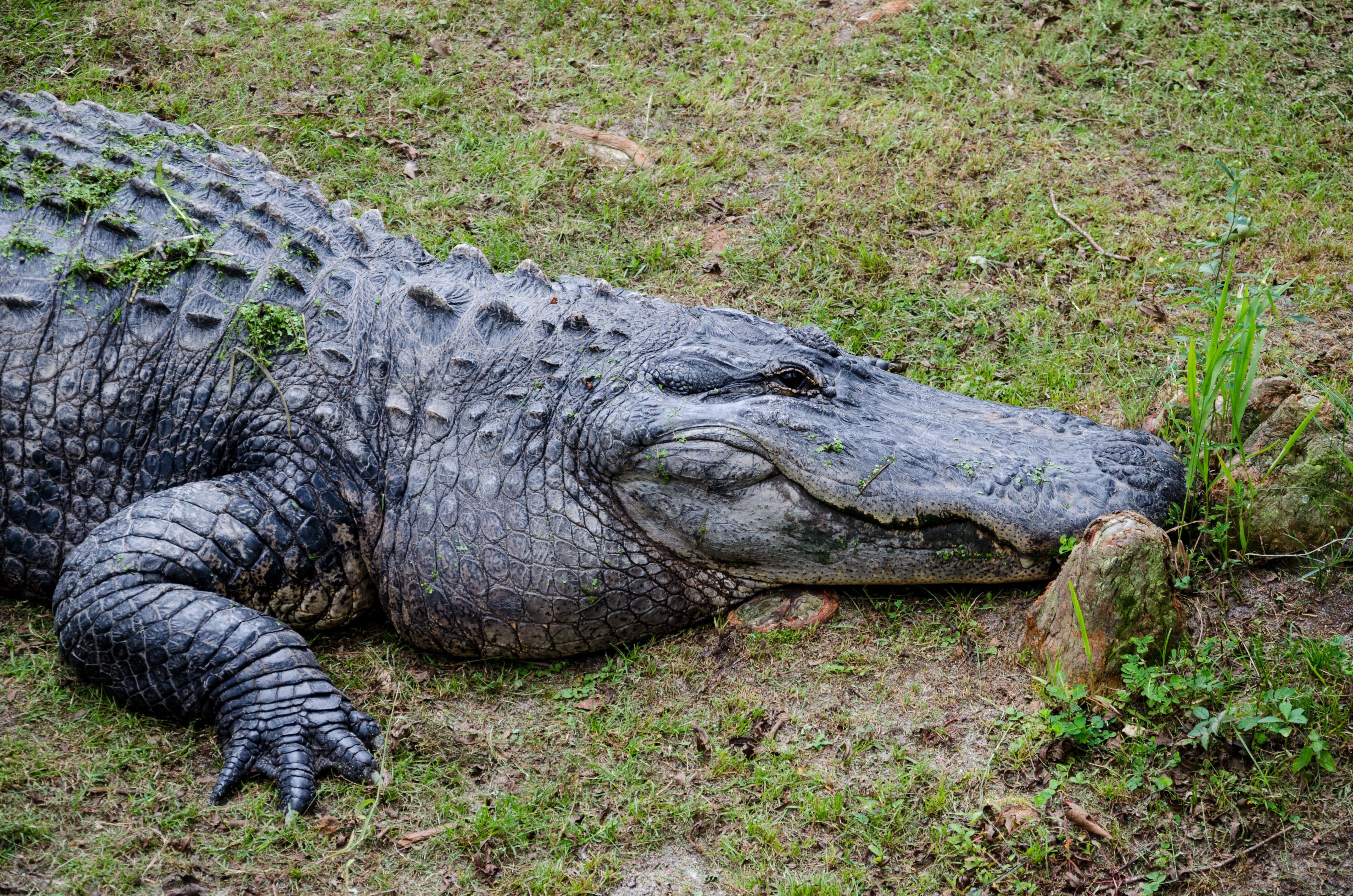everglades National Park, reptile, relaxation, carnivore, field, dangerous, alligator alley, alligator, one animal, animal wildlife, animal body part, vertebrate, HD Wallpaper