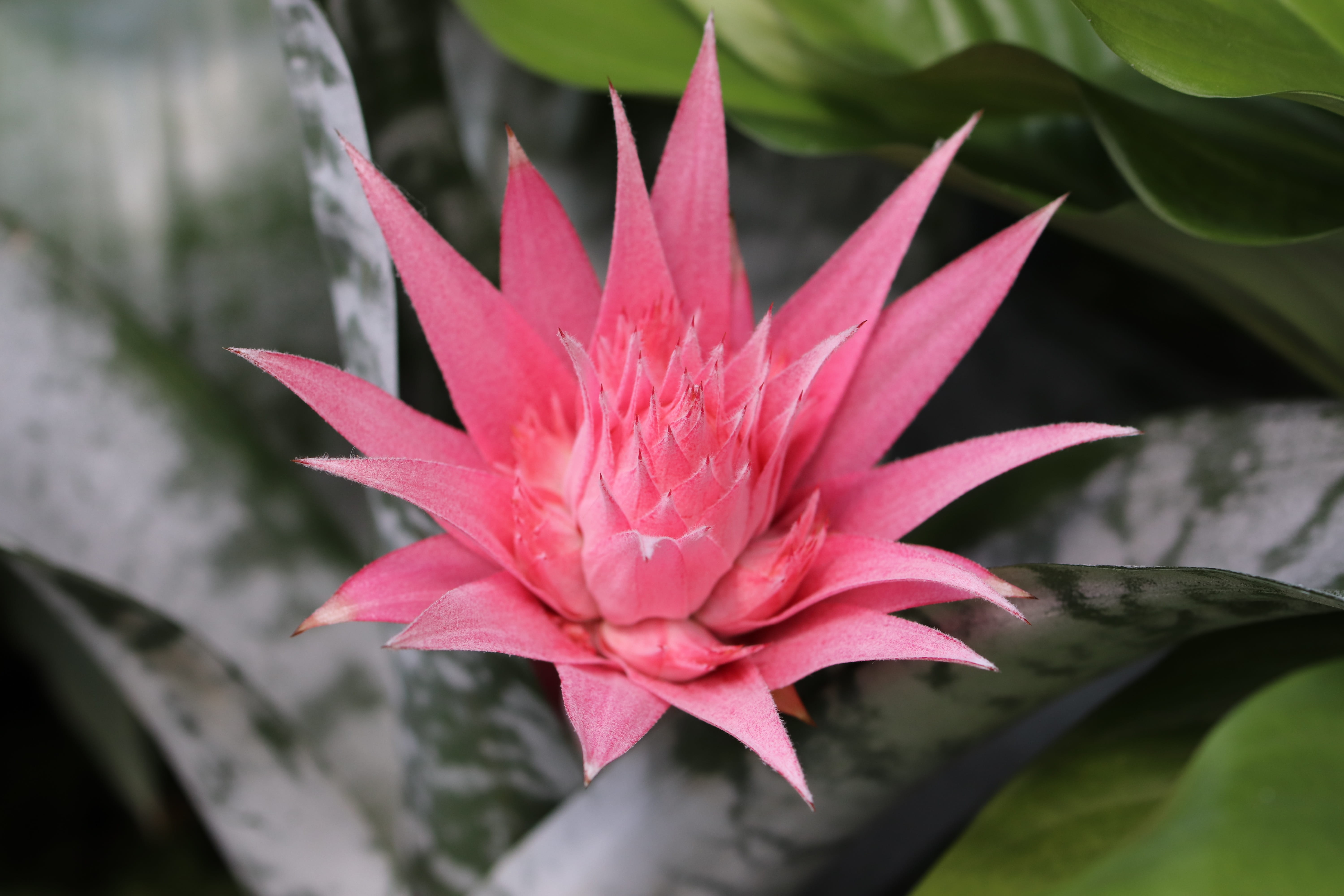 plants, bromeliad, green, day, tropical plants, plant, flower head, botany, plant part, beauty in nature, pollen, growth, close-up, fragility, petal, exotic, HD Wallpaper
