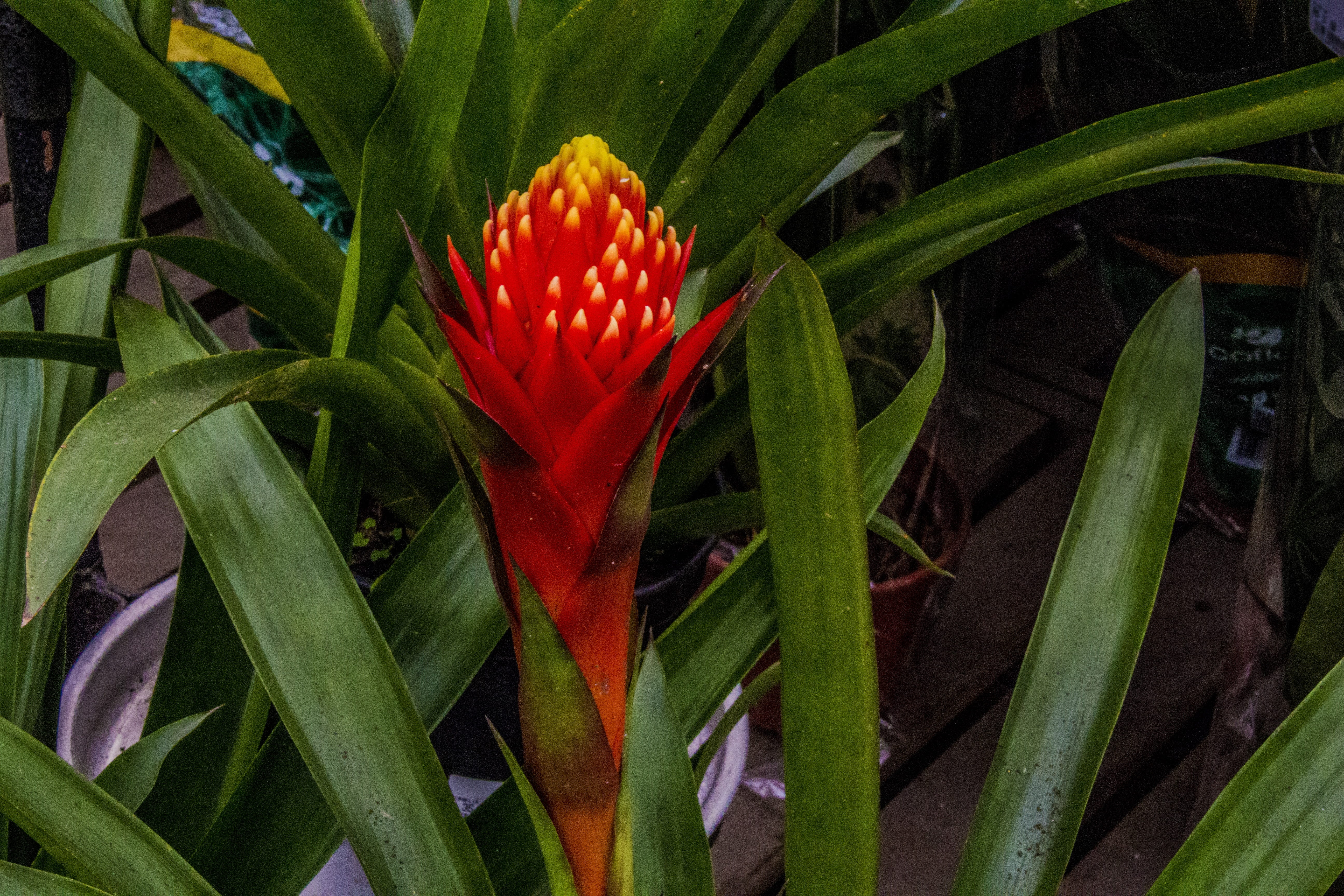 field, day, no people, growth, bromeliad, petal, garden, freshness, bromeliad red, botany, 5K, leaf, flowering plant, plant part, flower head, plant, vulnerability, HD Wallpaper