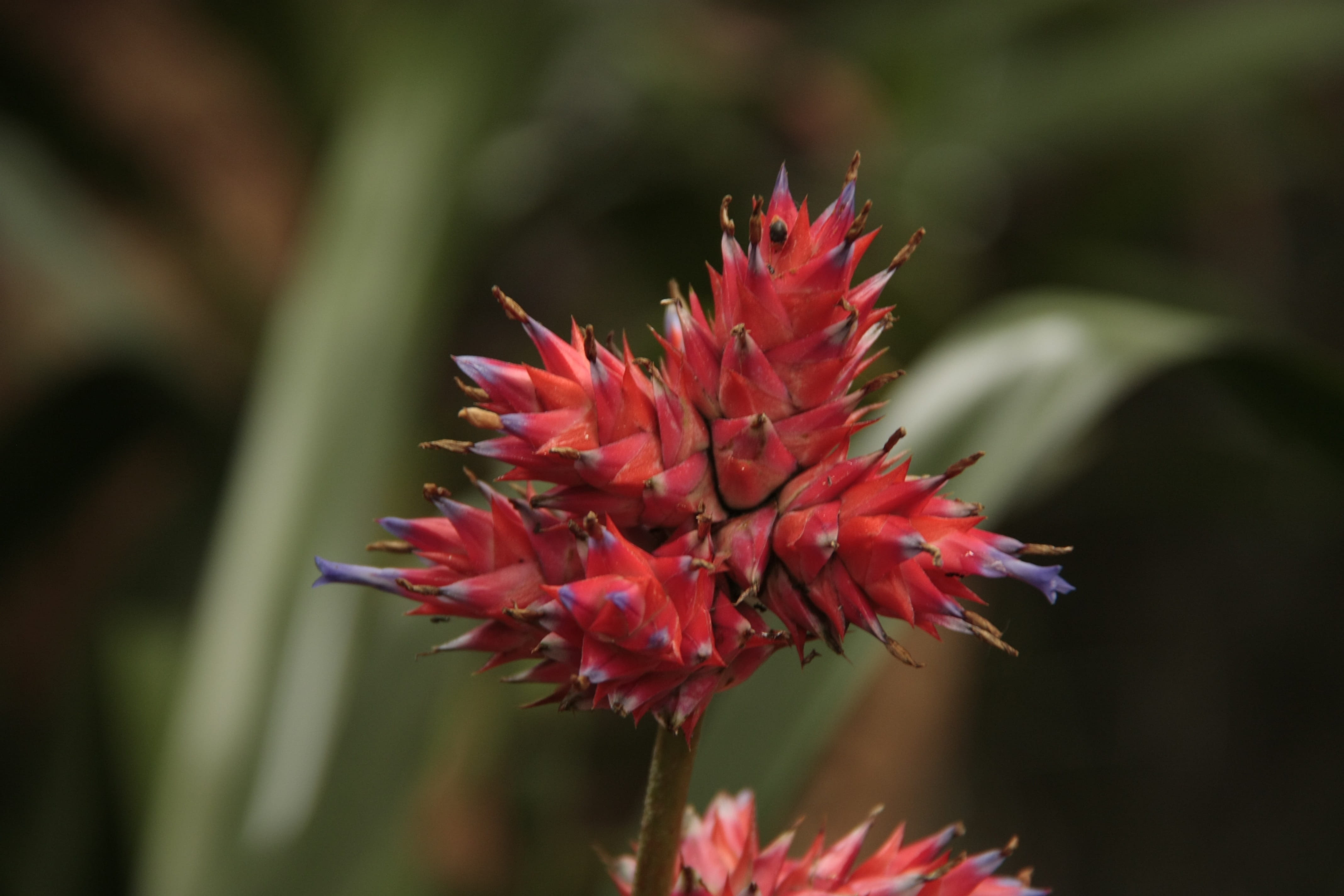 freshness, leaf, Flower, fragility, focus on foreground, close-up, plant part, beauty in nature, 4K, outdoors, inflorescence, Exotic, flower arrangement, HD Wallpaper