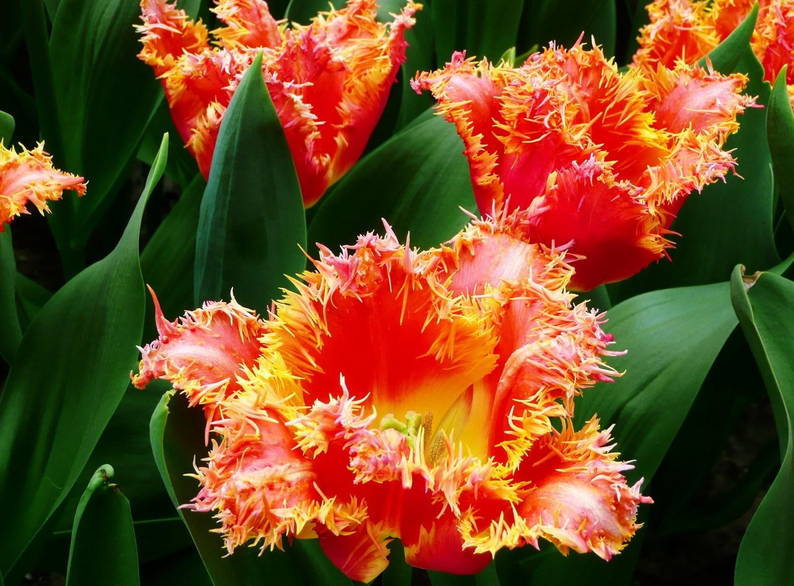 720P, flower arrangement, beauty In Nature, dressing, pink Color, close-up, no people, botany, flower Head, tulips, multi Colored, vibrant Color, plant part, HD Wallpaper