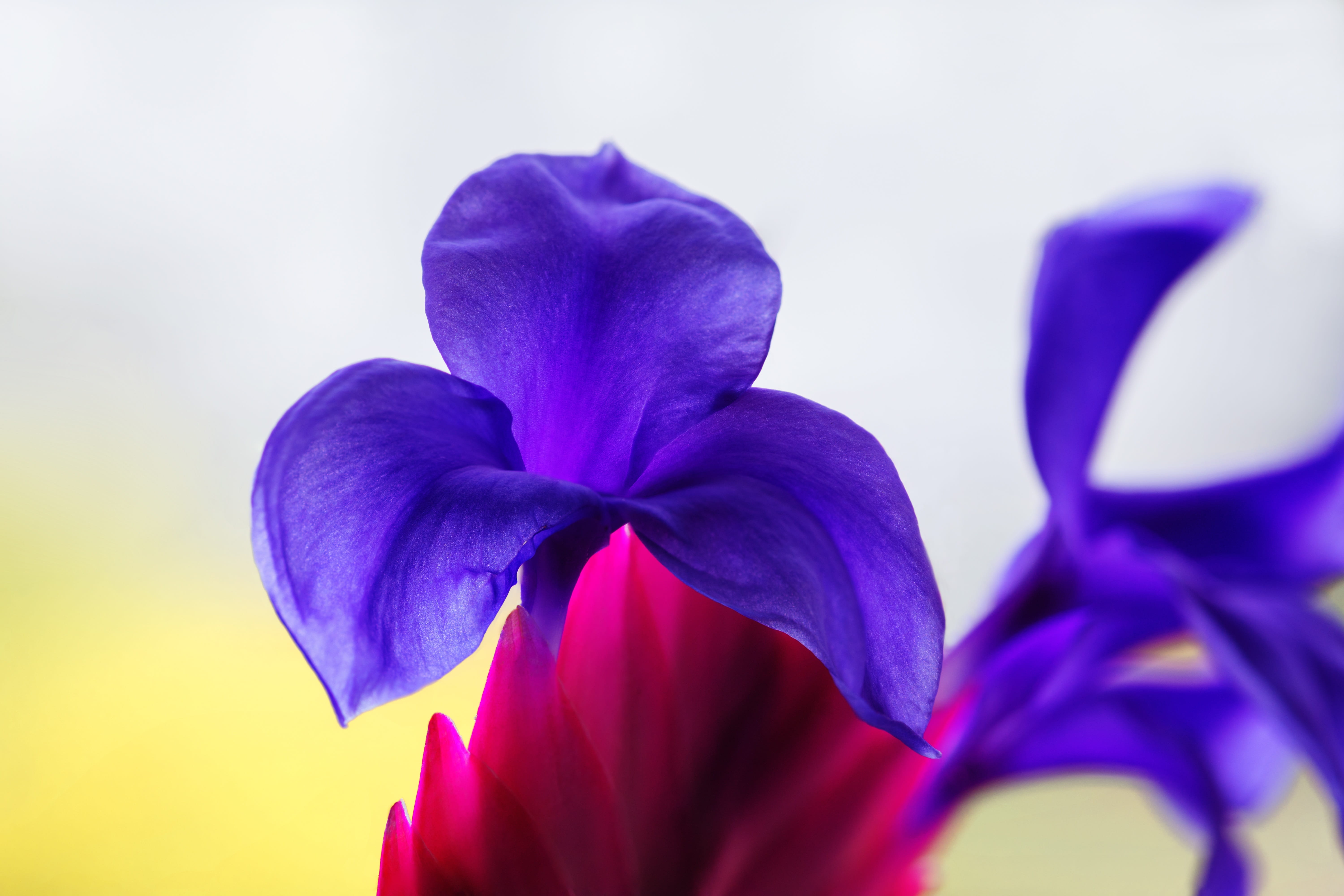 inflorescence, purple, blue, macro, flower head, fragility, close up, close-up, petal, flora, selective focus, nature, iris - plant, growth, ornamental plant, HD Wallpaper