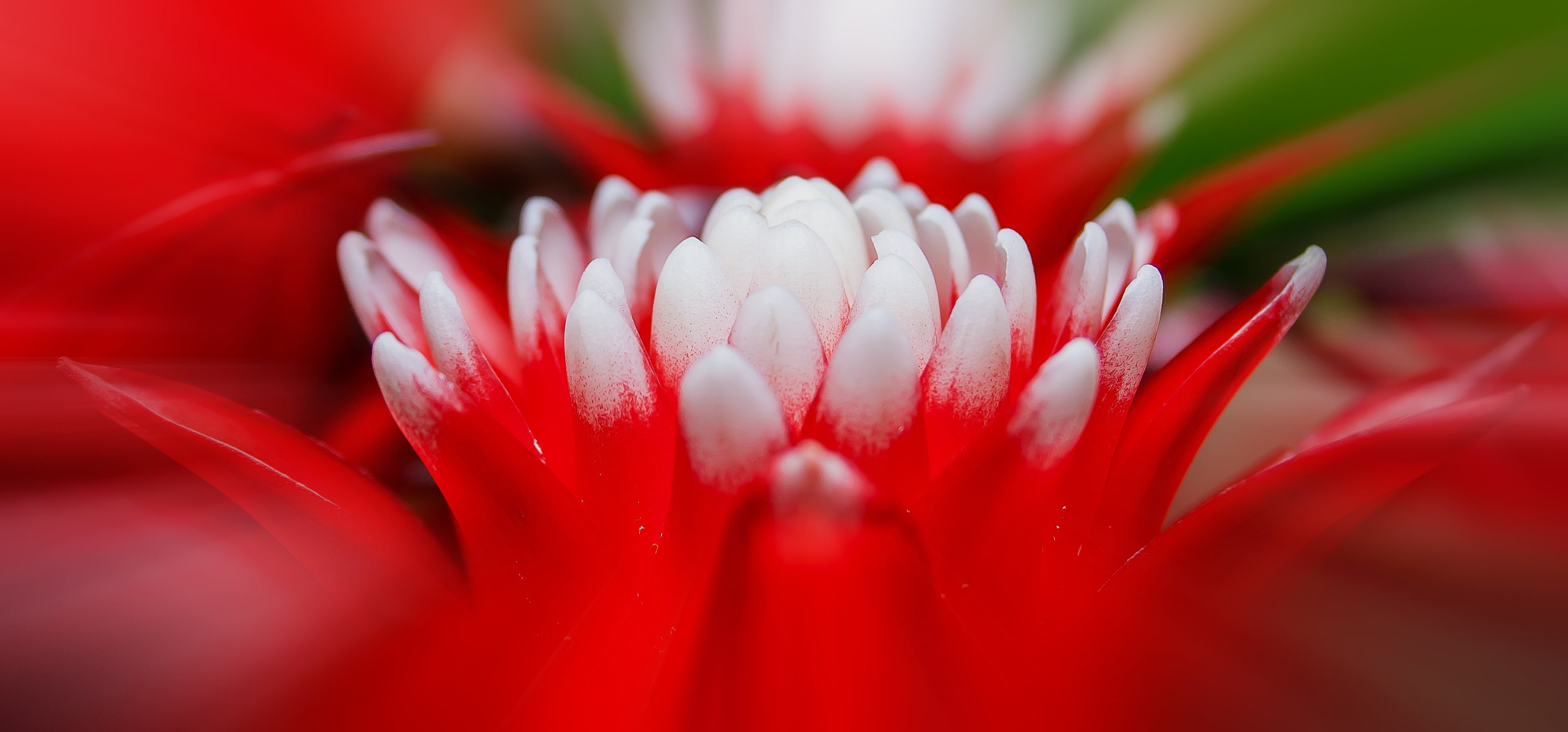exot, bloom, extreme close-up, blossom, soft focus, tropical, close-up, selective focus, vriesea, red, beauty In Nature, white, nature, inflorescence, botanical garden, HD Wallpaper