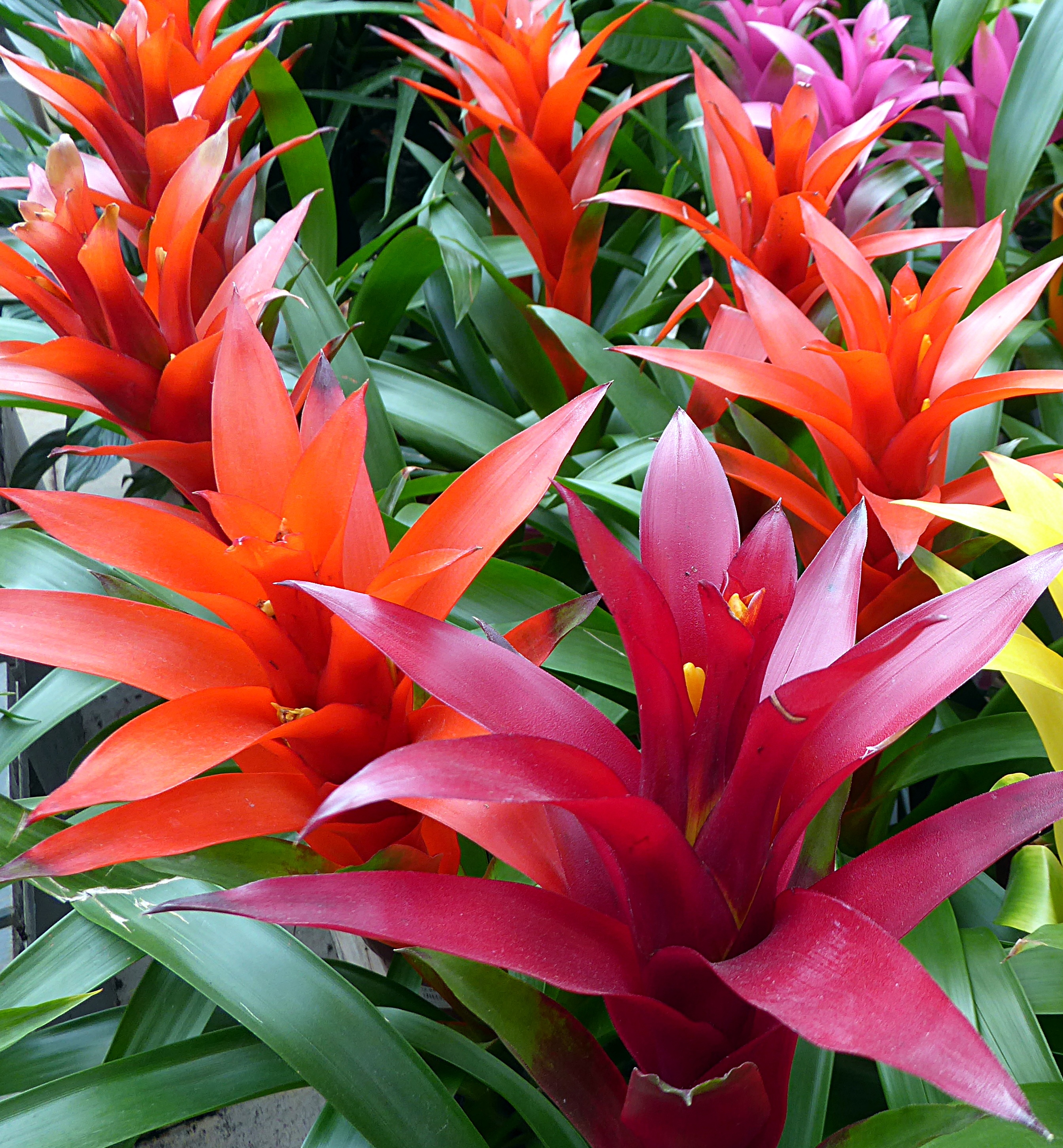 multi Colored, plant part, inflorescence, guzmania, freshness, backgrounds, vulnerability, fragility, no people, flowering plant, close-up, beauty in nature, Phone HD Wallpaper