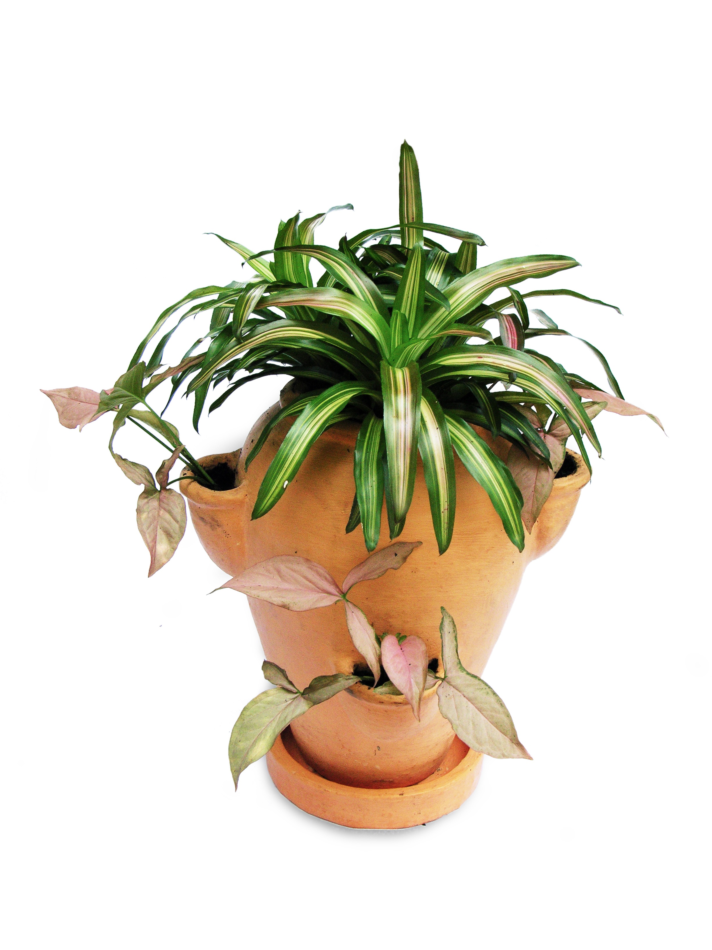 indoors, potted plant, growth, freshness, healthy eating, food, plants, green, pot-scaping, studio shot, 2K, ornamental plants, green color, leaf, bromeliads, Phone HD Wallpaper