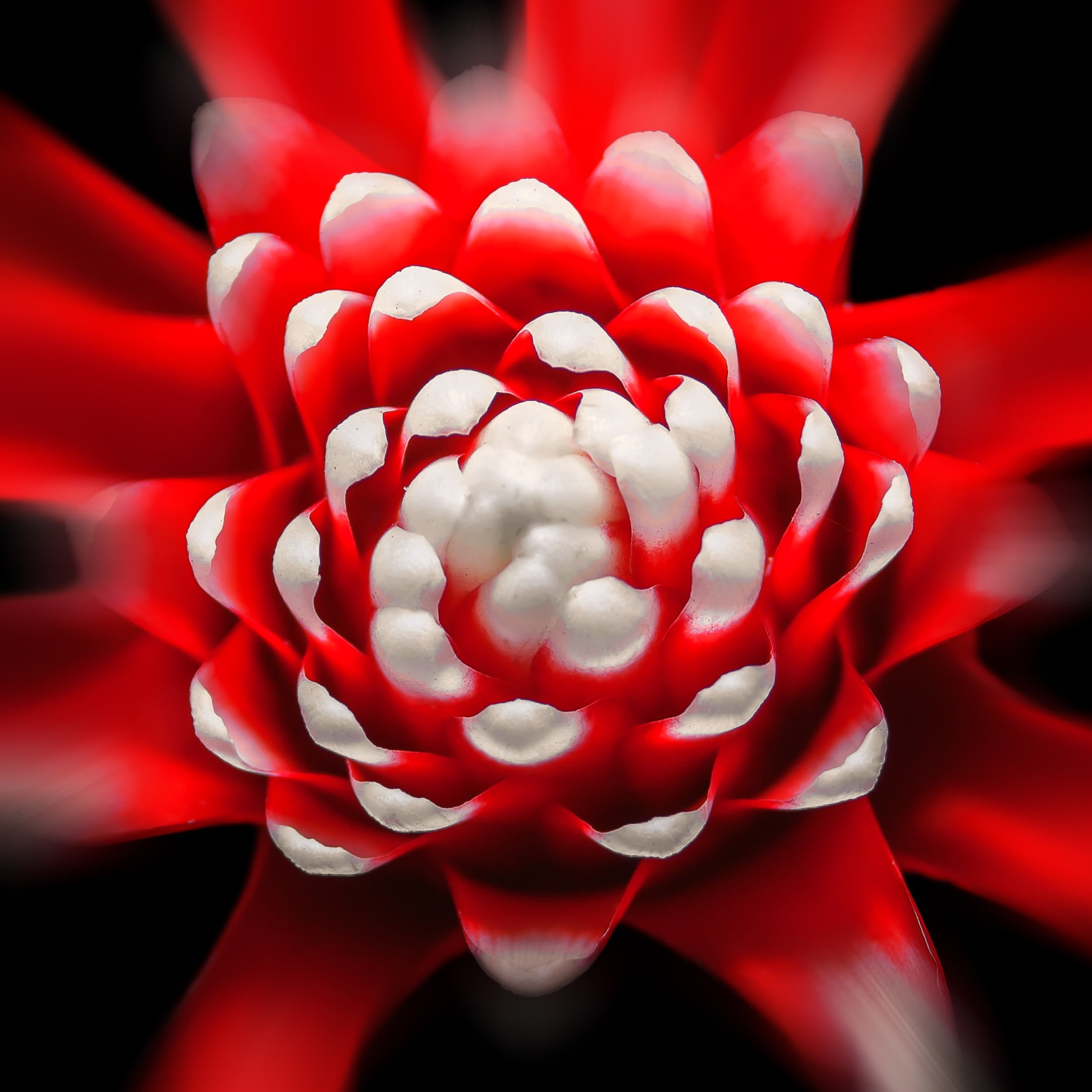 growth, freshness, blossom, red, flora, guzmania, petal, bromeliad, bloom, nature, close-up, flower head, 1080P, exotic, flower, fragility, vulnerability, Phone HD Wallpaper