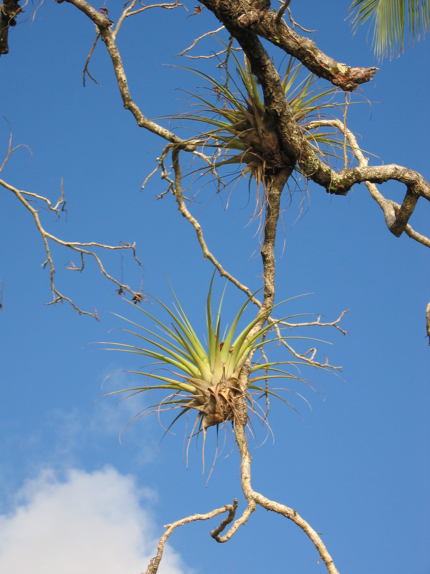 day, beauty in nature, tranquility, blue, no people, sunlight, low angle view, sky, grow, depend, nature, branch, bromeliad, dried, outdoors, dead plant, Phone HD Wallpaper