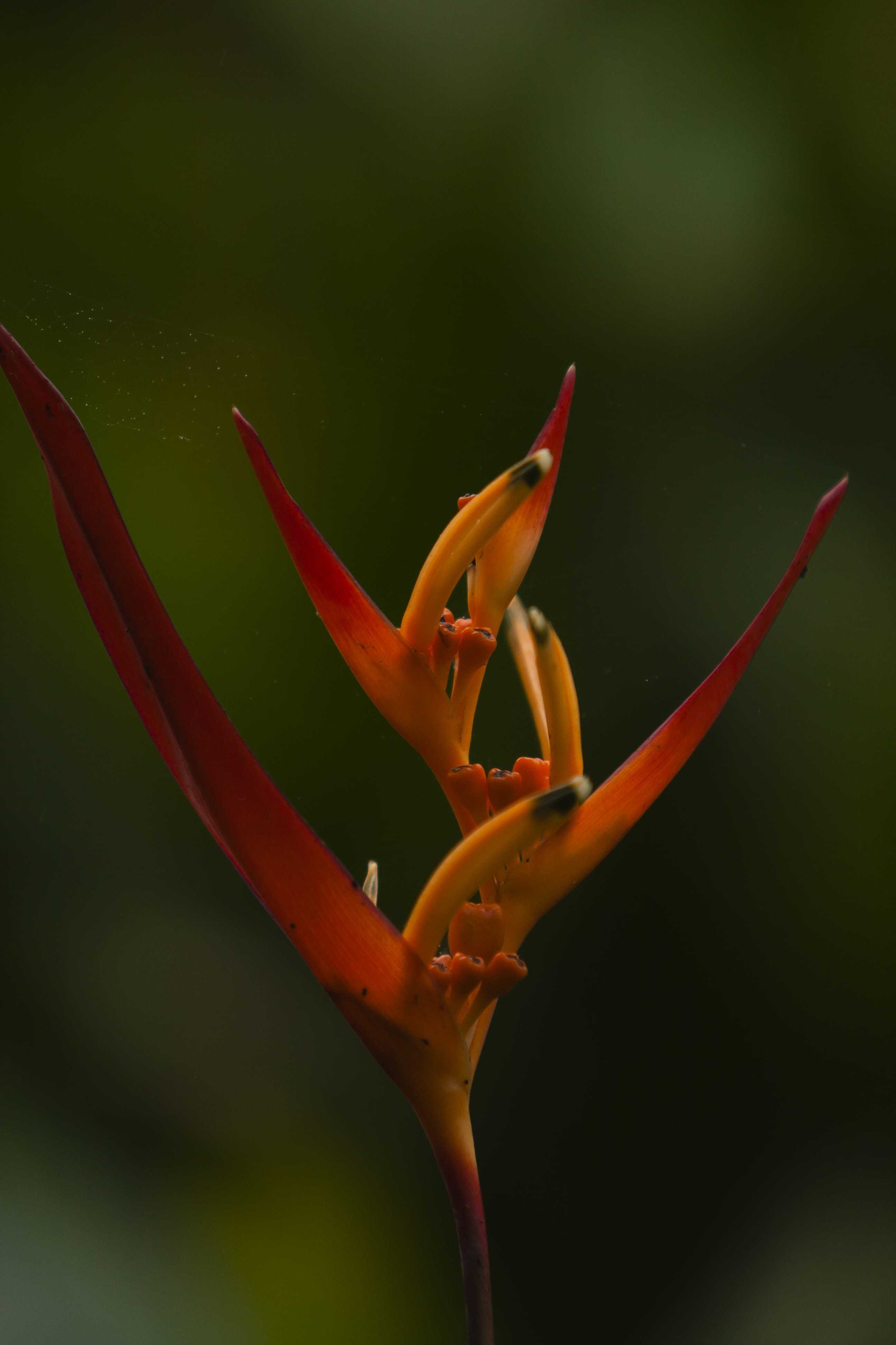 pollen, bromeliad, no people, outdoors, 4K, freshness, focus on foreground, growth, orange color, petal, day, inflorescence, flower, plant, vulnerability, Phone HD Wallpaper