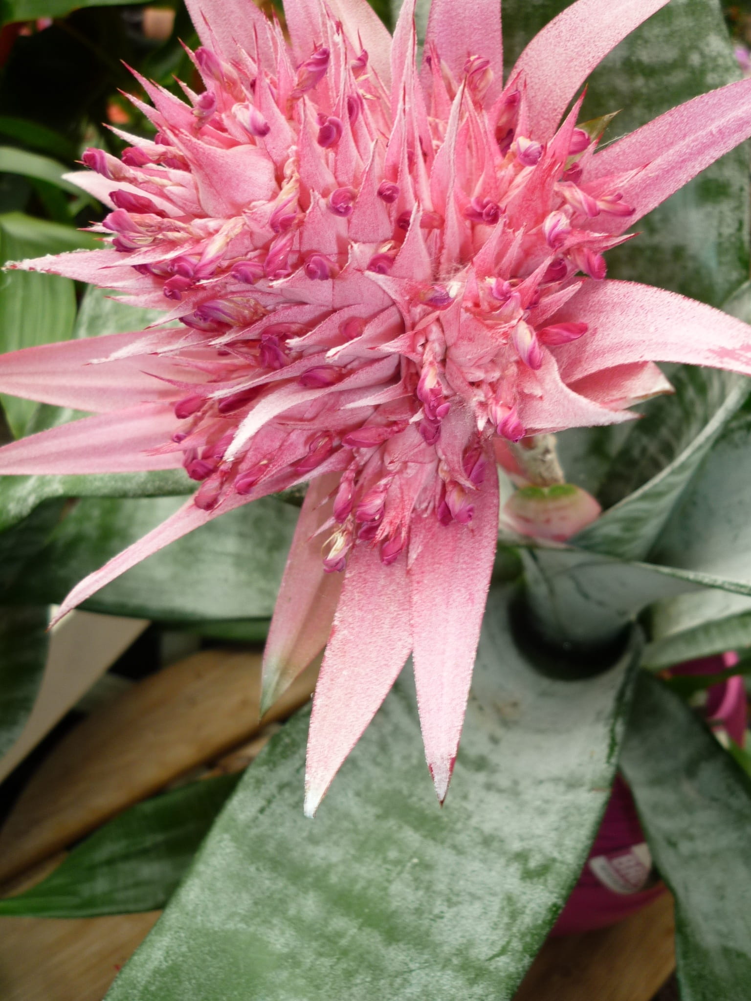 pink, ornamental plant, plant part, plant, vulnerability, focus on foreground, growth, blossom, no people, leaves, bromeliad, exotic, petal, nature, beauty in nature, Phone HD Wallpaper