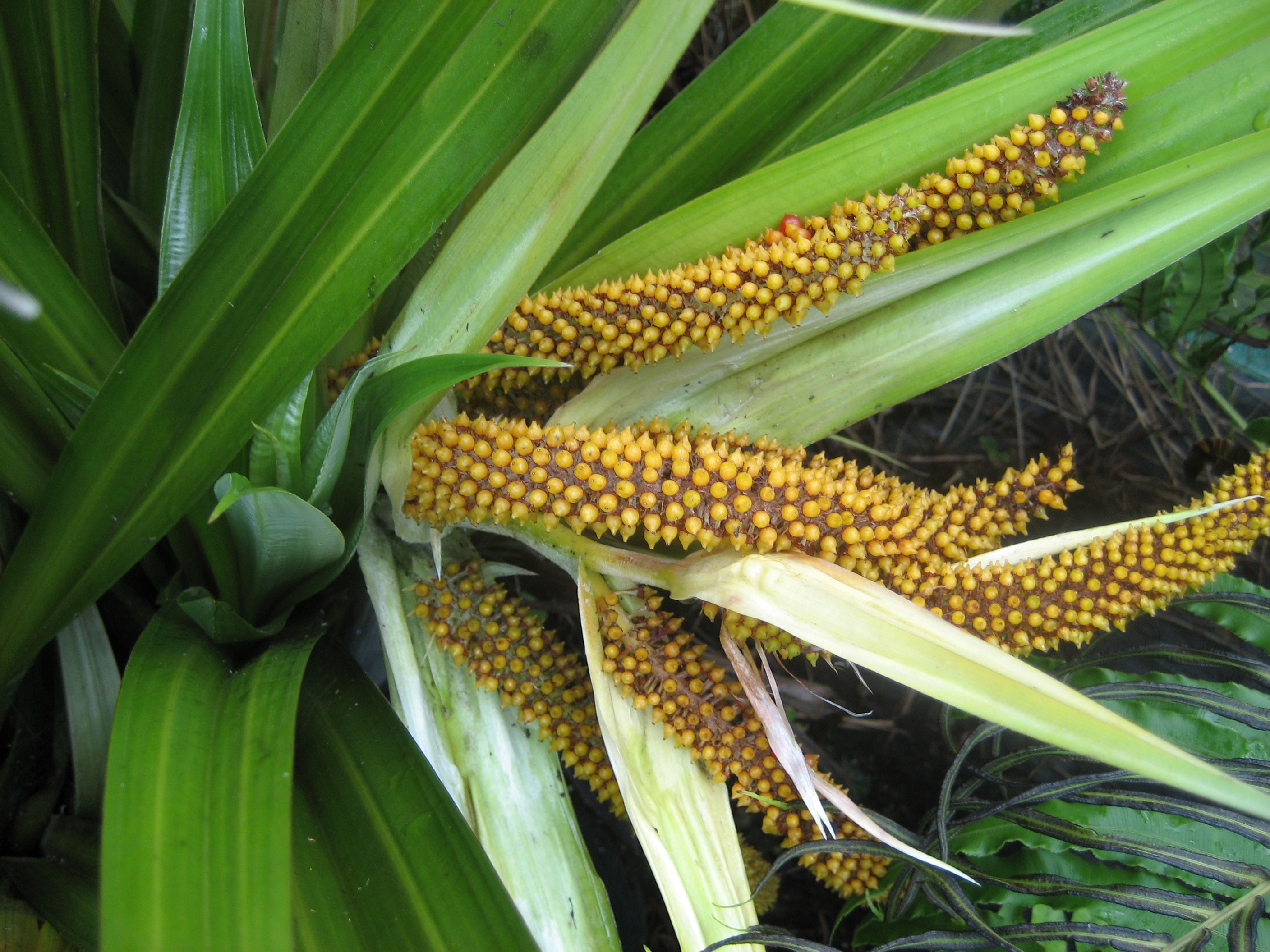 botany, ripe, food and drink, little yellow fruit, corn on the cob, yellow, healthy eating, epiphyte forest, berries, flora, leaf, green, australia origin, HD Wallpaper