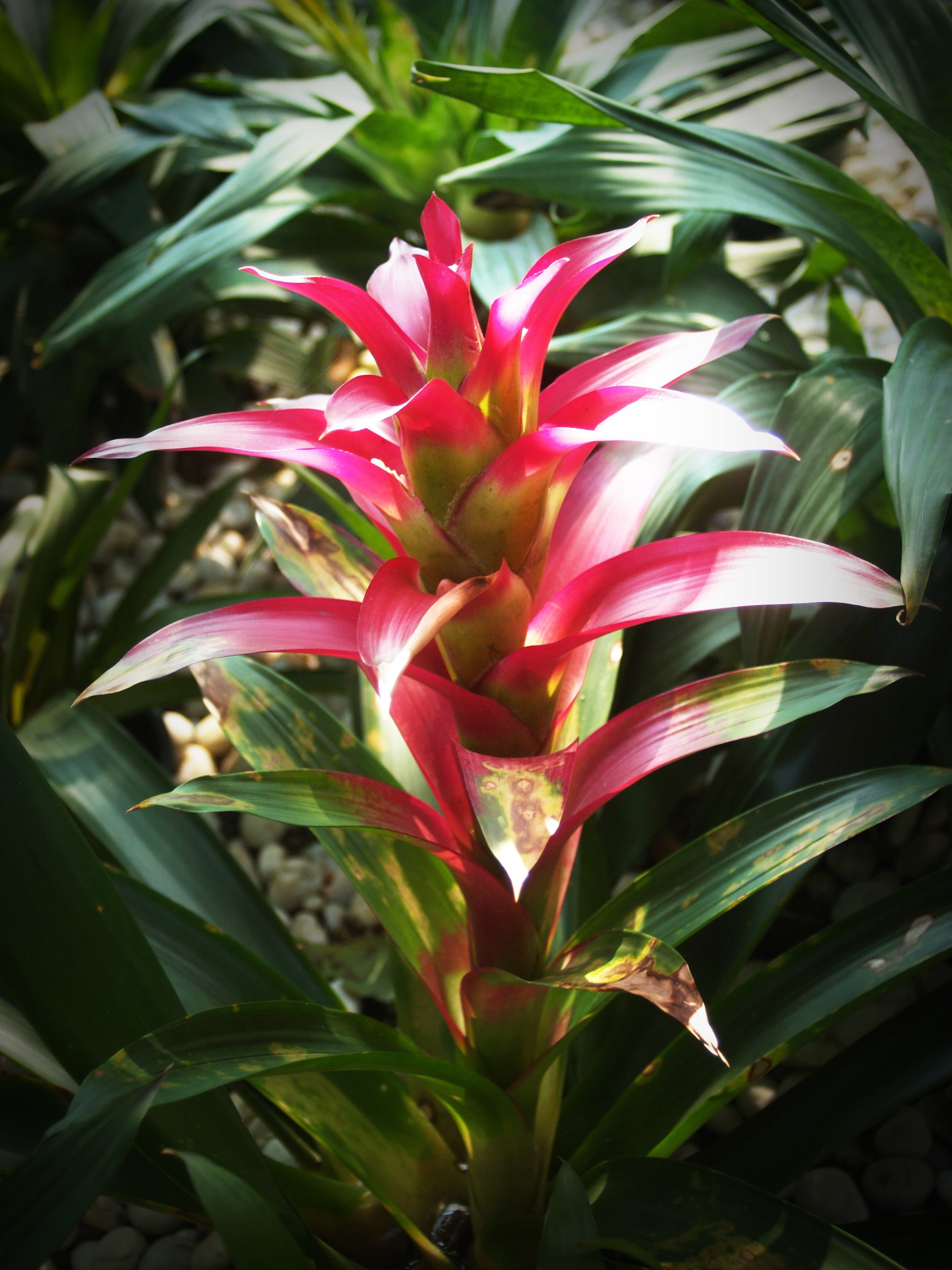 orange, isolated, blossom, nature, 2K, inflorescence, petal, bromeliad, many, collection, red, colorful, color, flower, orchid, macro, group, outdoors, Phone HD Wallpaper