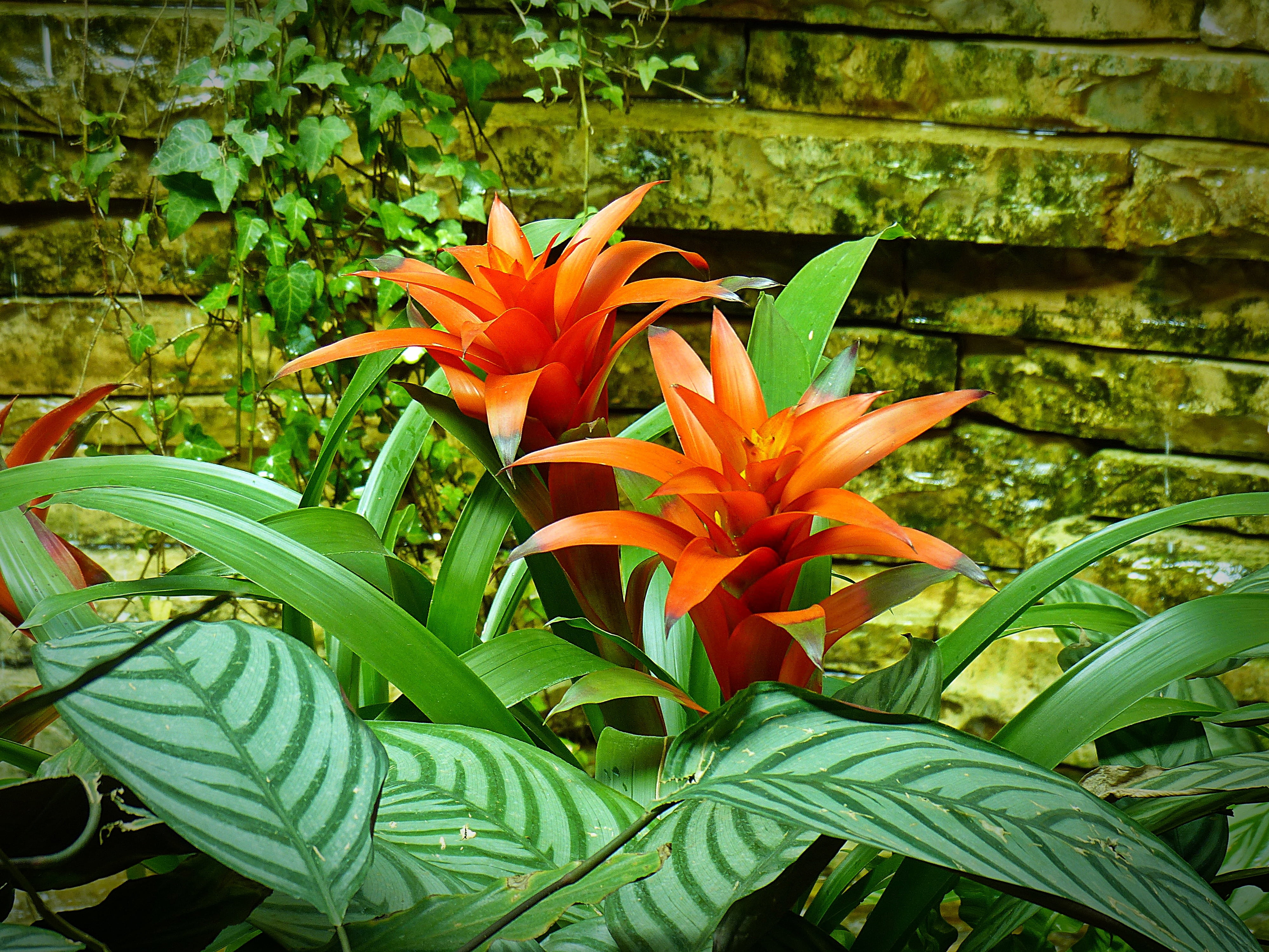 flower Head, structure, 4K, botany, nature, photography, yellow, beauty in nature, day, flowers, freshness, blossom, plant, growth, tropics, bromeliad, HD Wallpaper
