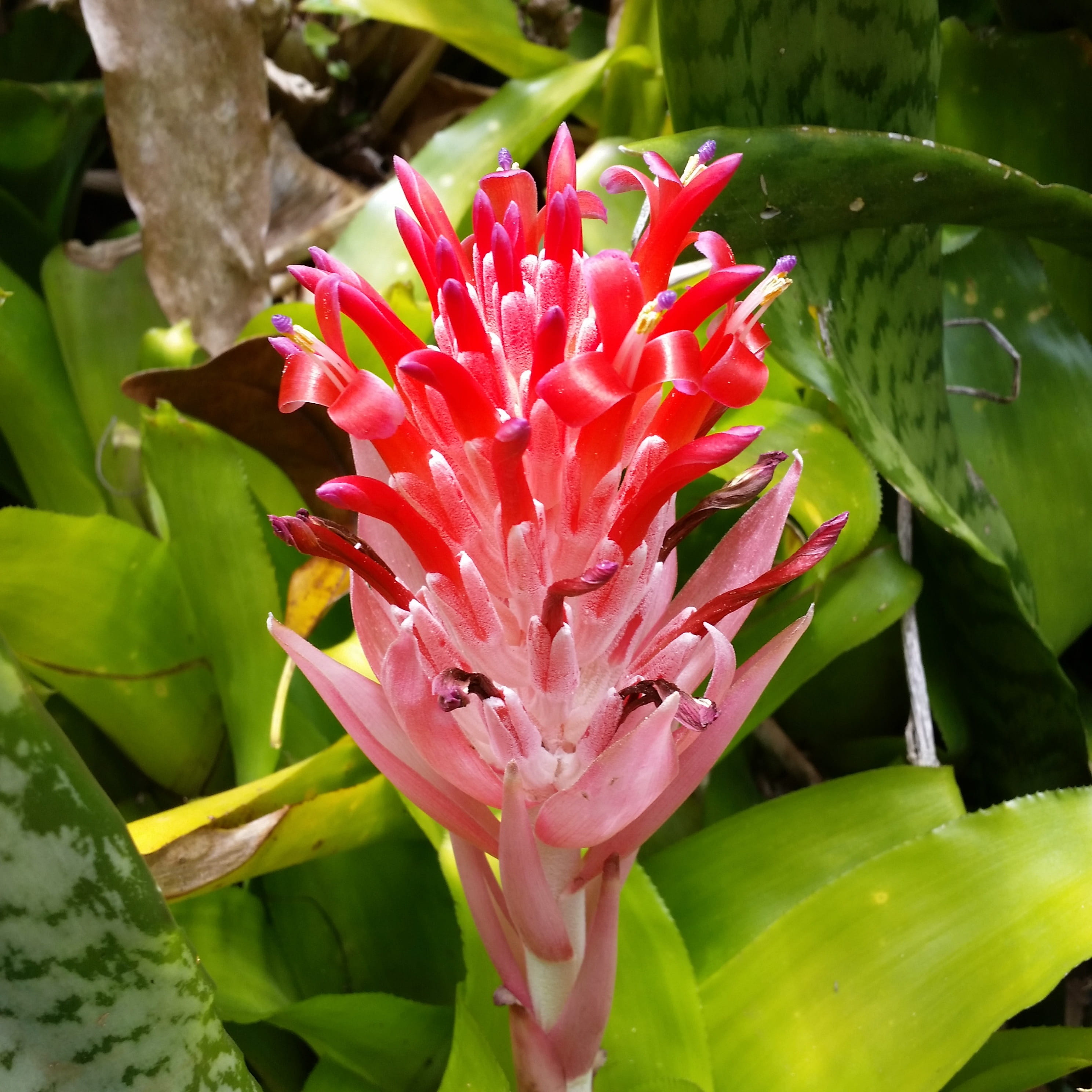 island, ocean, petaled, one animal, pacific, fragility, leaf, vulnerability, green Color, kauai, freshness, growth, hawaii beach, beauty In Nature, nature, Phone HD Wallpaper