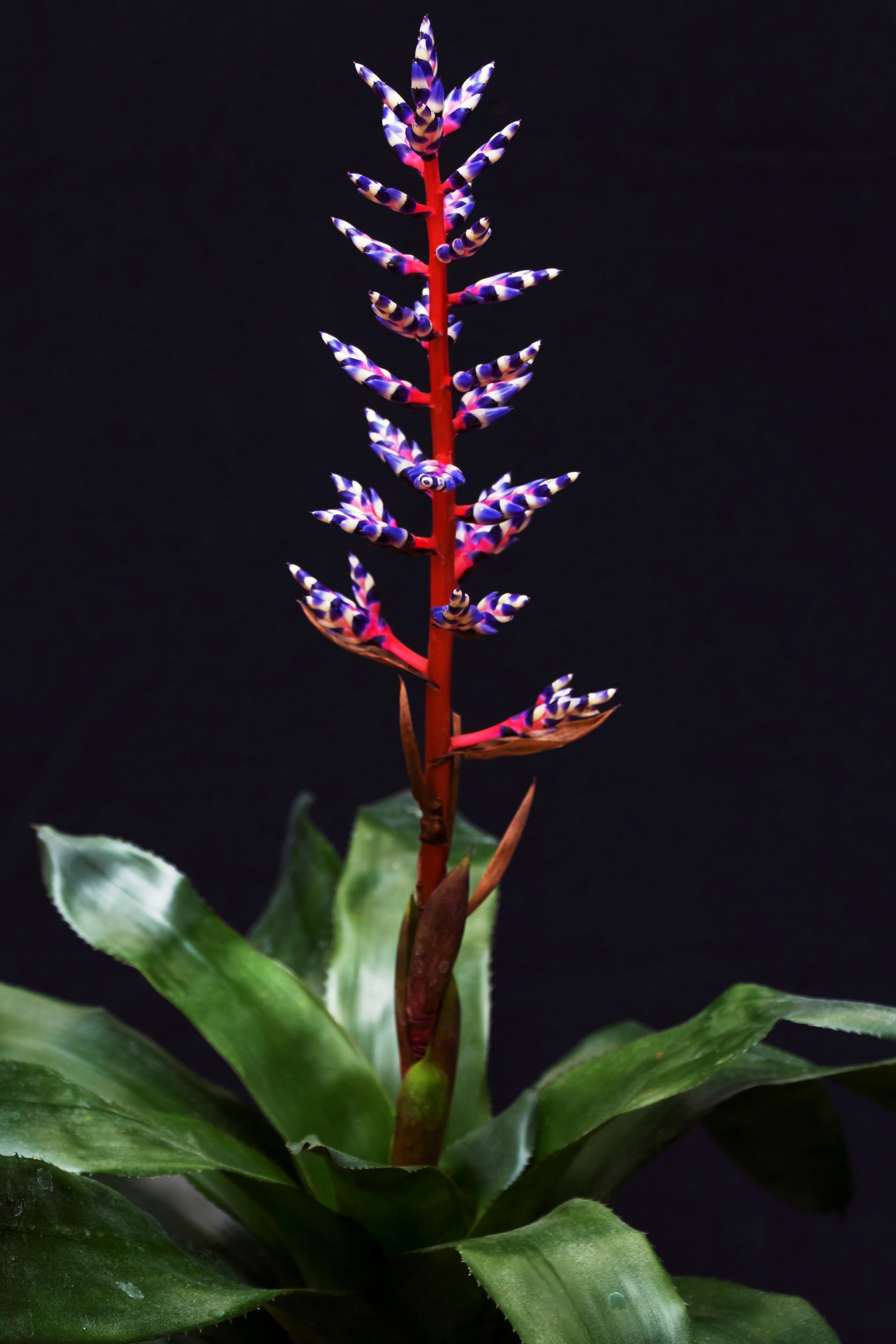 4K, night, growth, no people, green, green color, black background, aechmea, plant, beauty in nature, leaves, blue tango, purple, white, bromeliad, nature, Phone HD Wallpaper