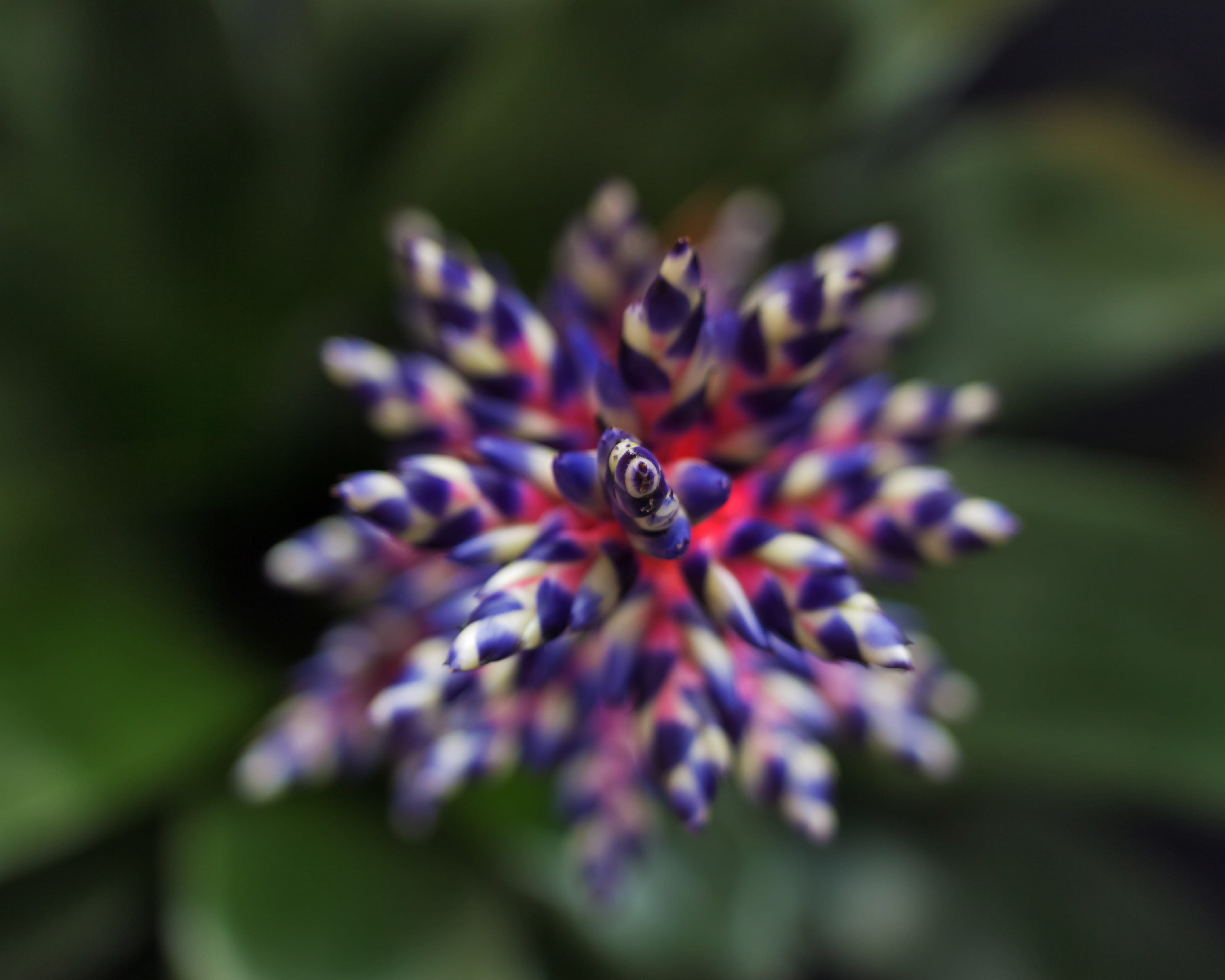 pollination, selective focus, animal, day, insect, aechmea, 4K, single Flower, fragility, petal, Plant, nature, blue tango, Colors, macro, flowering plant, HD Wallpaper