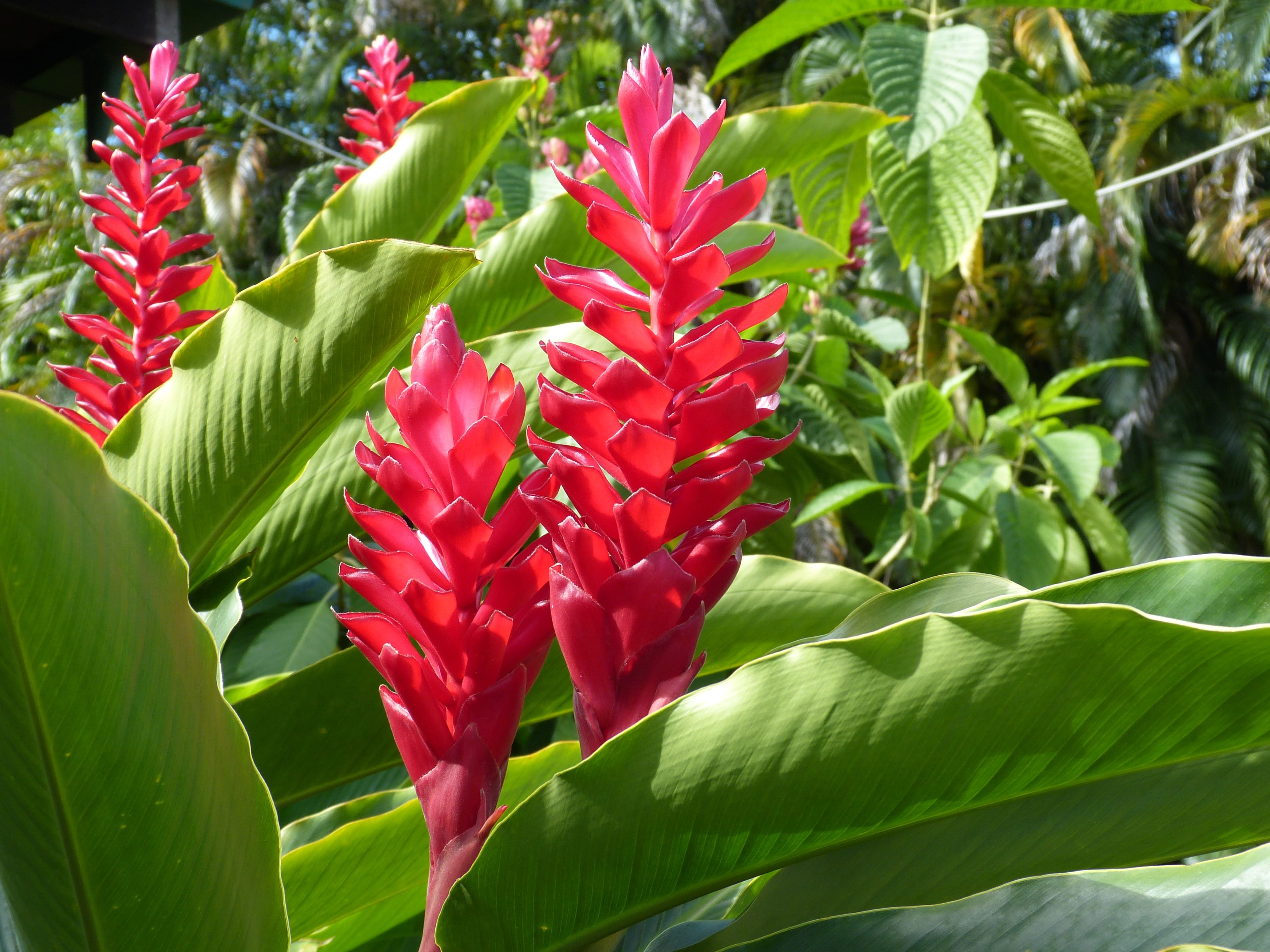 green color, plant, Bromeliad, fragility, photo, tropical, field, 4K, beauty in nature, flower, vulnerability, flowers, bloom, tropics, blossom, freshness, HD Wallpaper