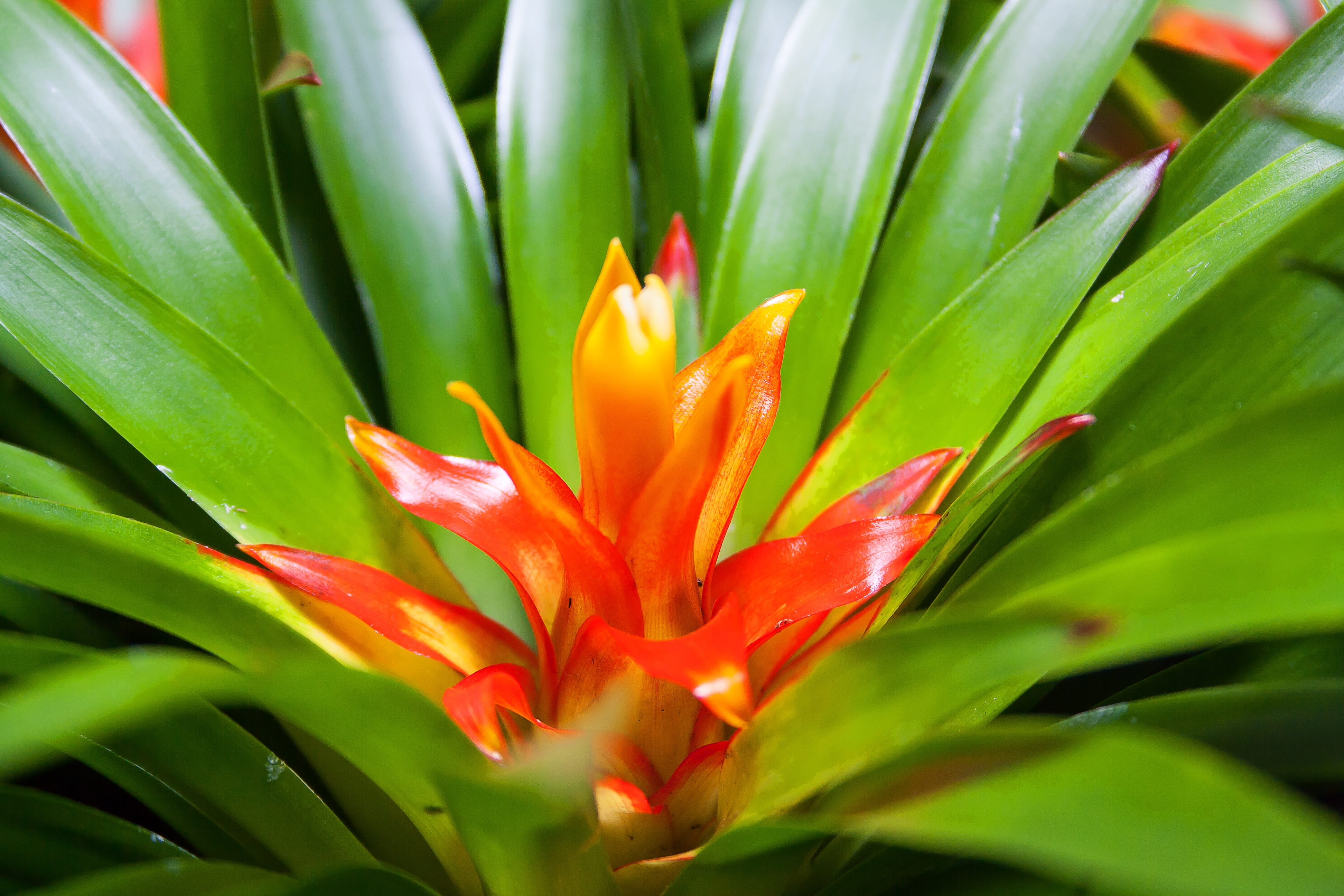 blossom, leaf, guzmania, flowering plant, orange, no people, close-up, beauty in nature, green color, bloom, inflorescence, succulent plant, ornamental plant, HD Wallpaper