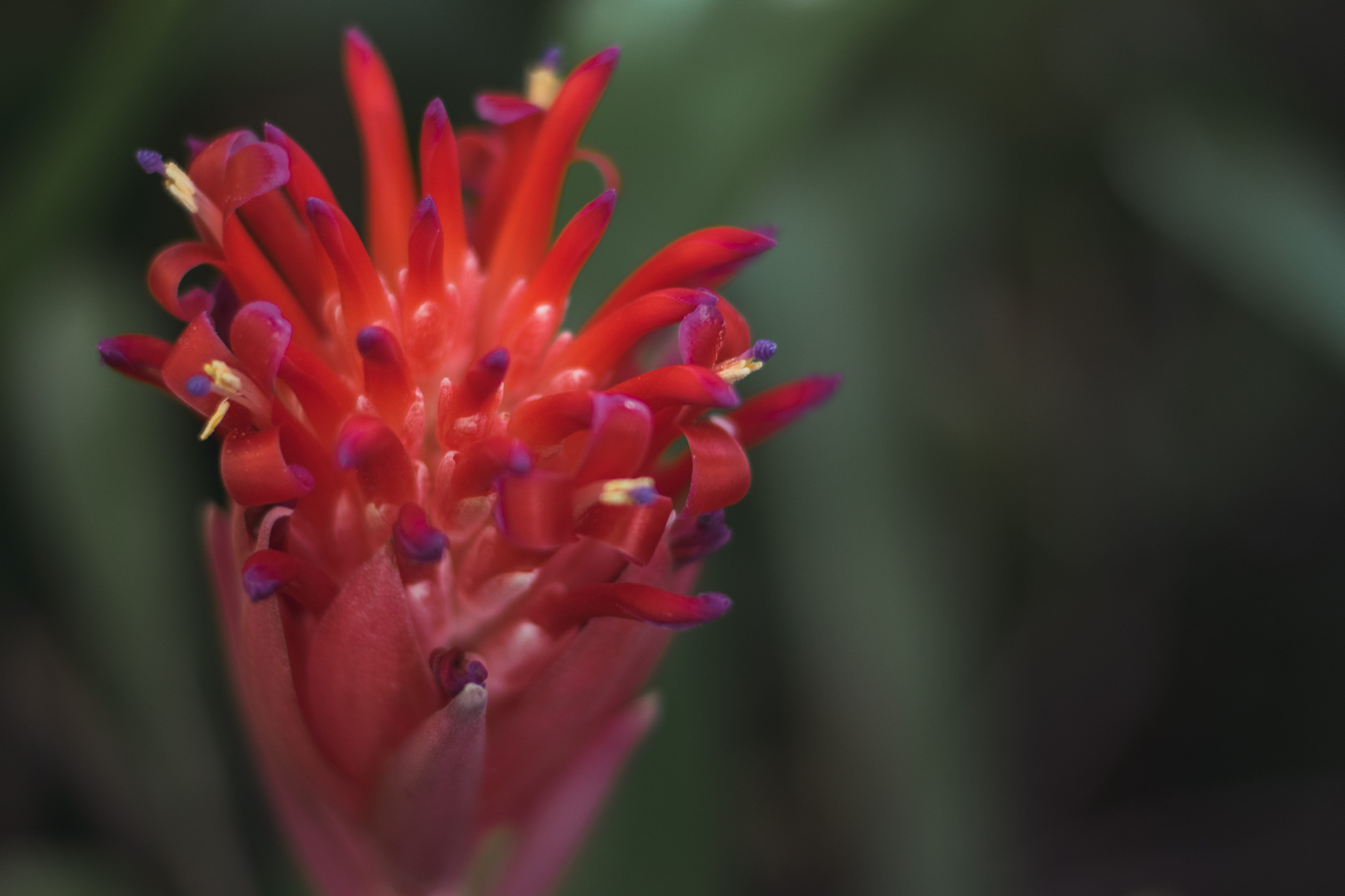 day, freshness, red, growth, inflorescence, close-up, bloom, australia, pink color, summer torch, 5K, beauty in nature, focus on foreground, bromeliad, HD Wallpaper