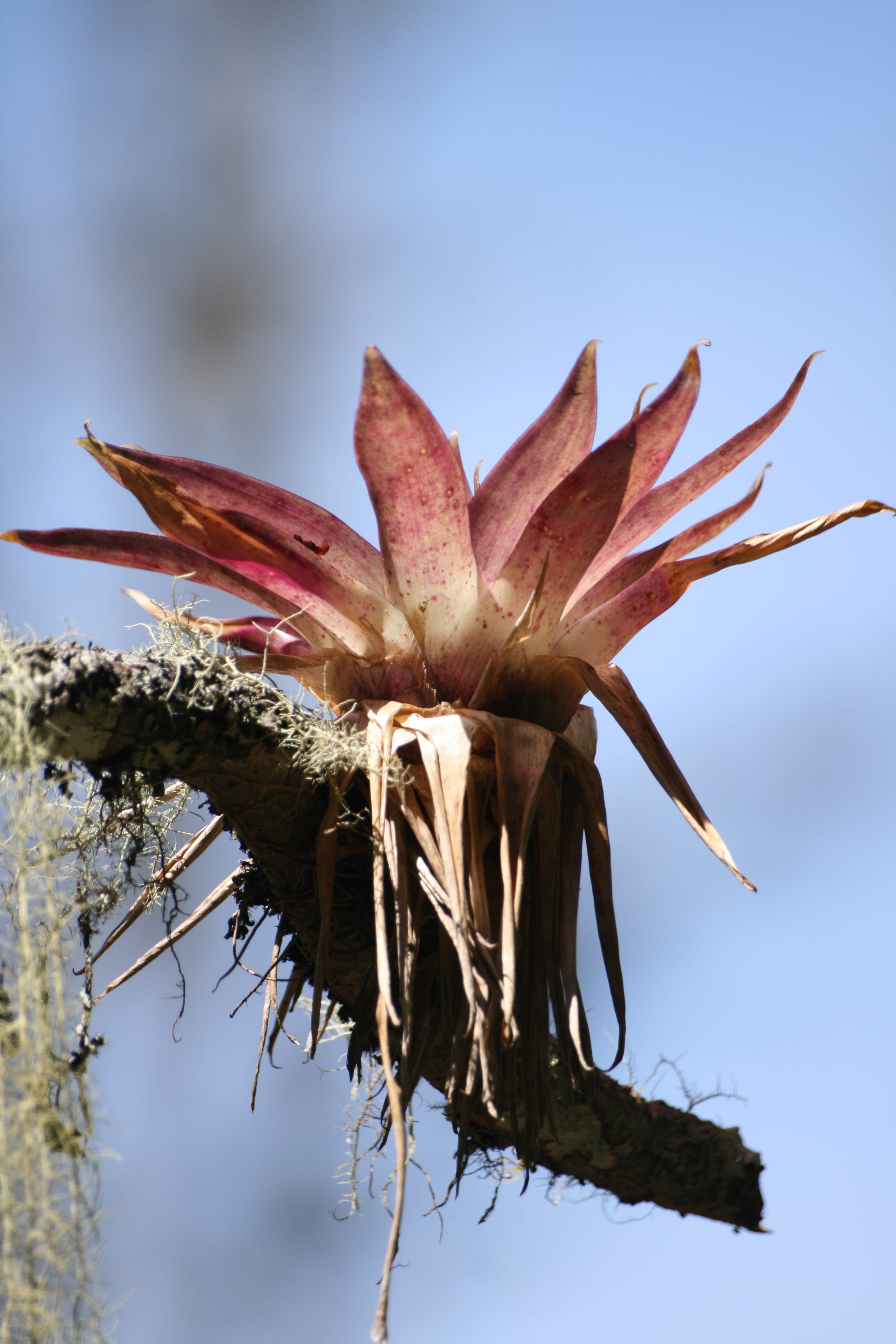 nature, vulnerability, tree, 4K, flower, no people, plant stem, beauty in nature, bromeliads, dry, focus on foreground, sepal, close-up, fragility, brown, Phone HD Wallpaper