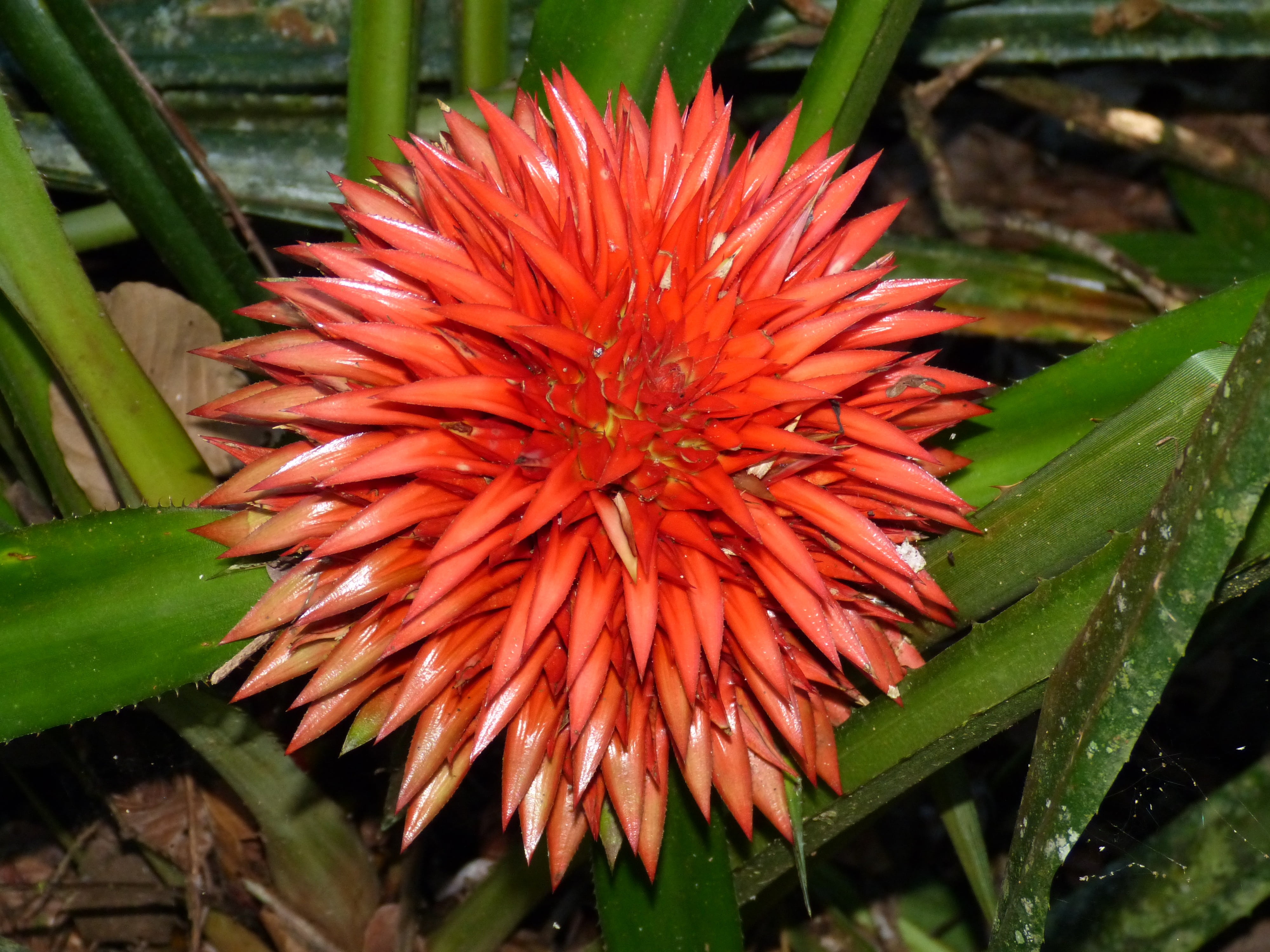 green color, inflorescence, flower, plant, costa rica, orange color, fragility, bloom, leaf, day, blossom, no people, close-up, vulnerability, tropics, HD Wallpaper