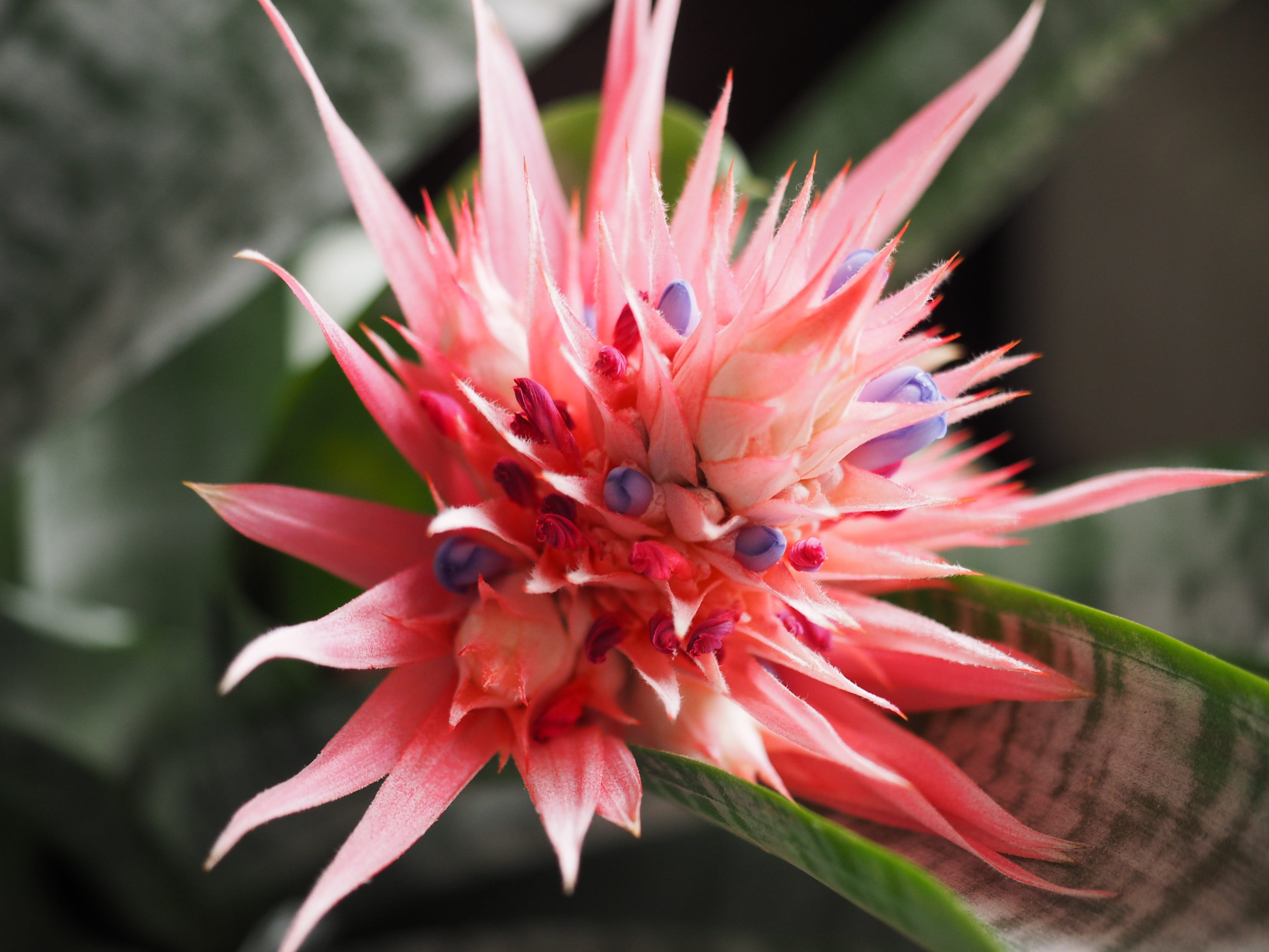 day, plant, bloom, botany, blossom, close up, vulnerability, flower head, houseplant, inflorescence, petal, fragility, close-up, focus on foreground, nature, HD Wallpaper