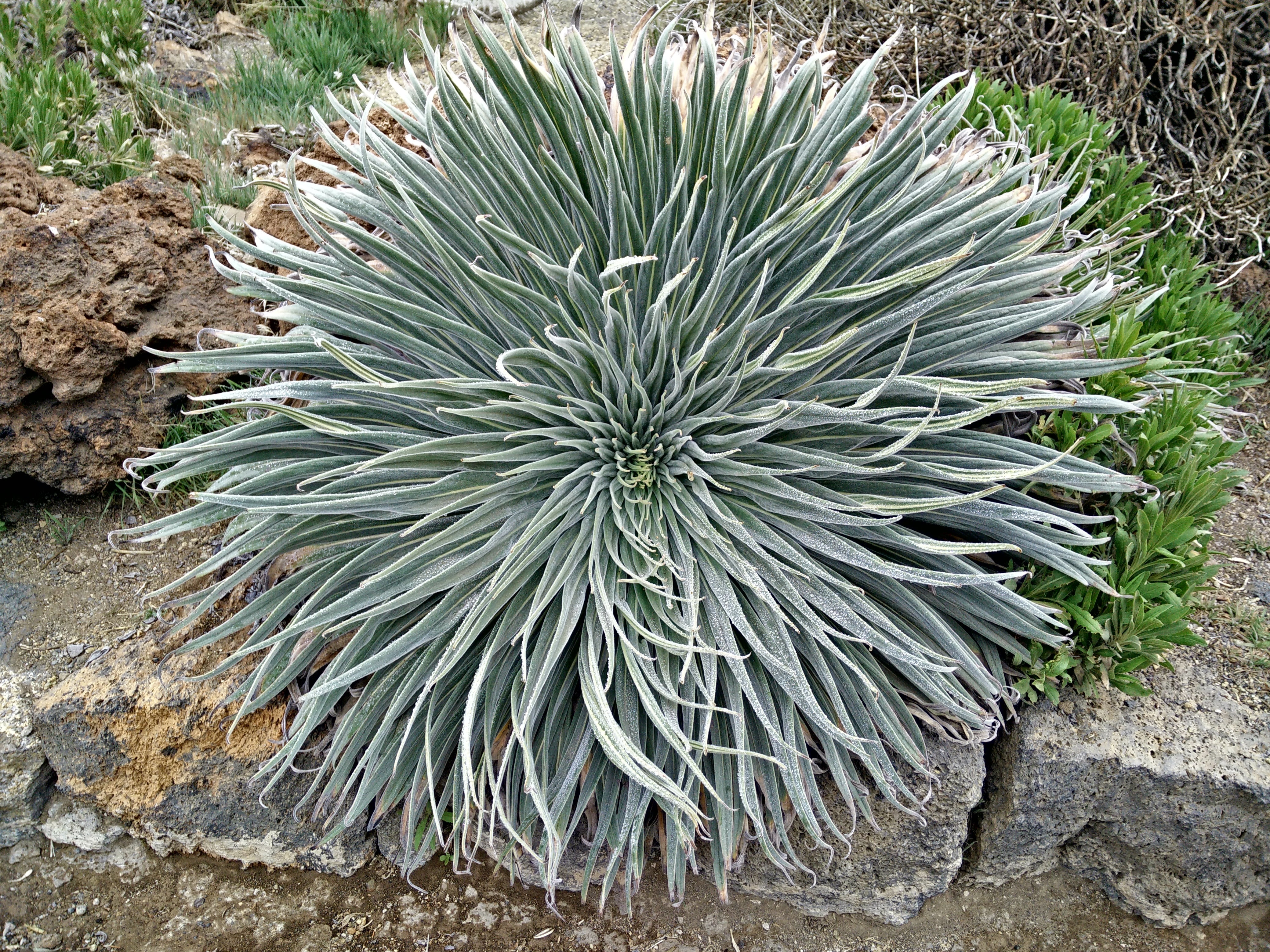spiked, land, field, close, high angle view, bromeliad, day, tenerife, rock, south, 4K, solid, garden, loro parque, spiky, nature, flora, close-up, green, HD Wallpaper