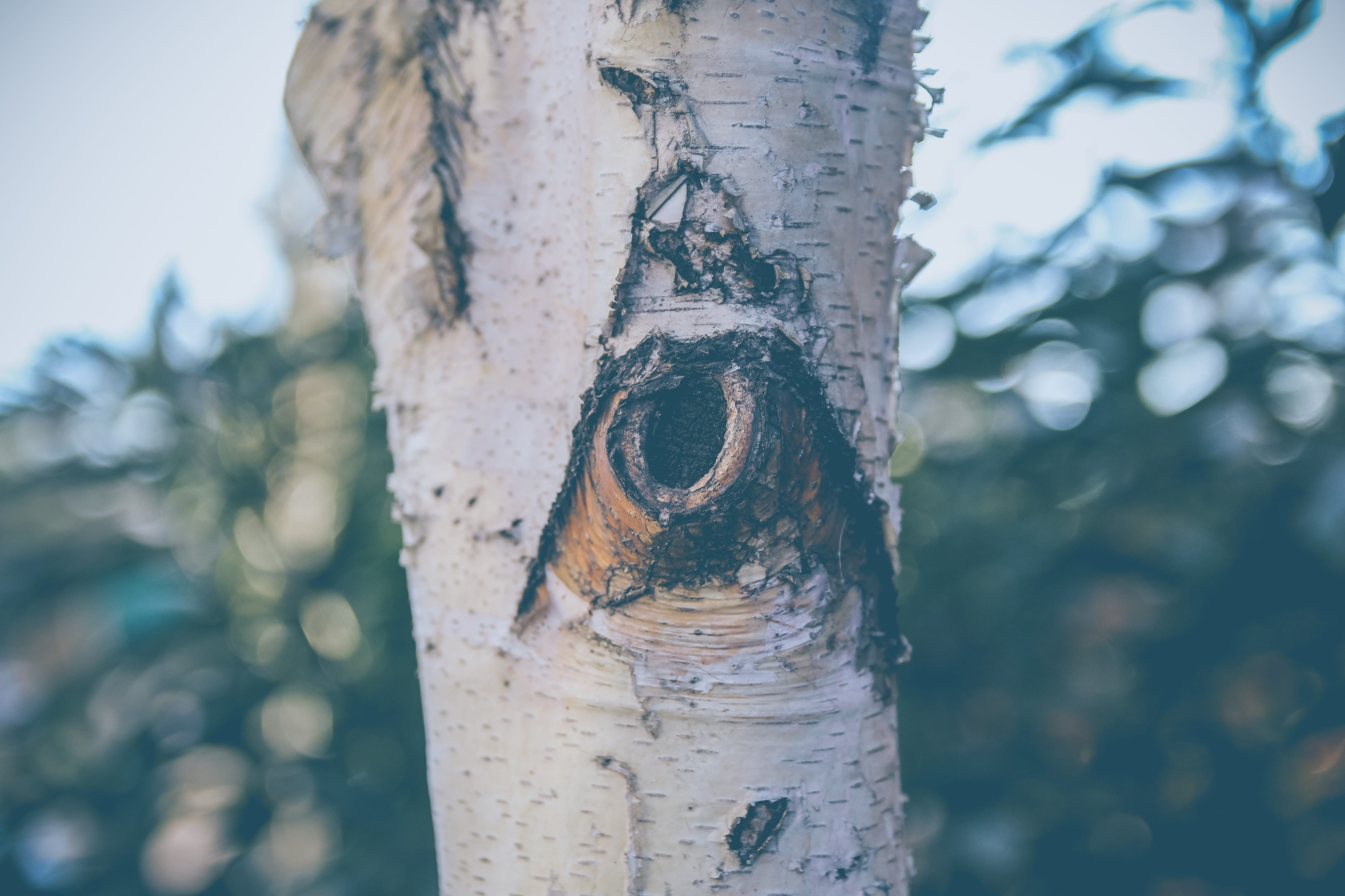 focus on foreground, tree trunk, josé miguel carrera 130, metal, no people, outdoors, weathered, textured, nature, plant, 5K, animal, animals in the wild, HD Wallpaper