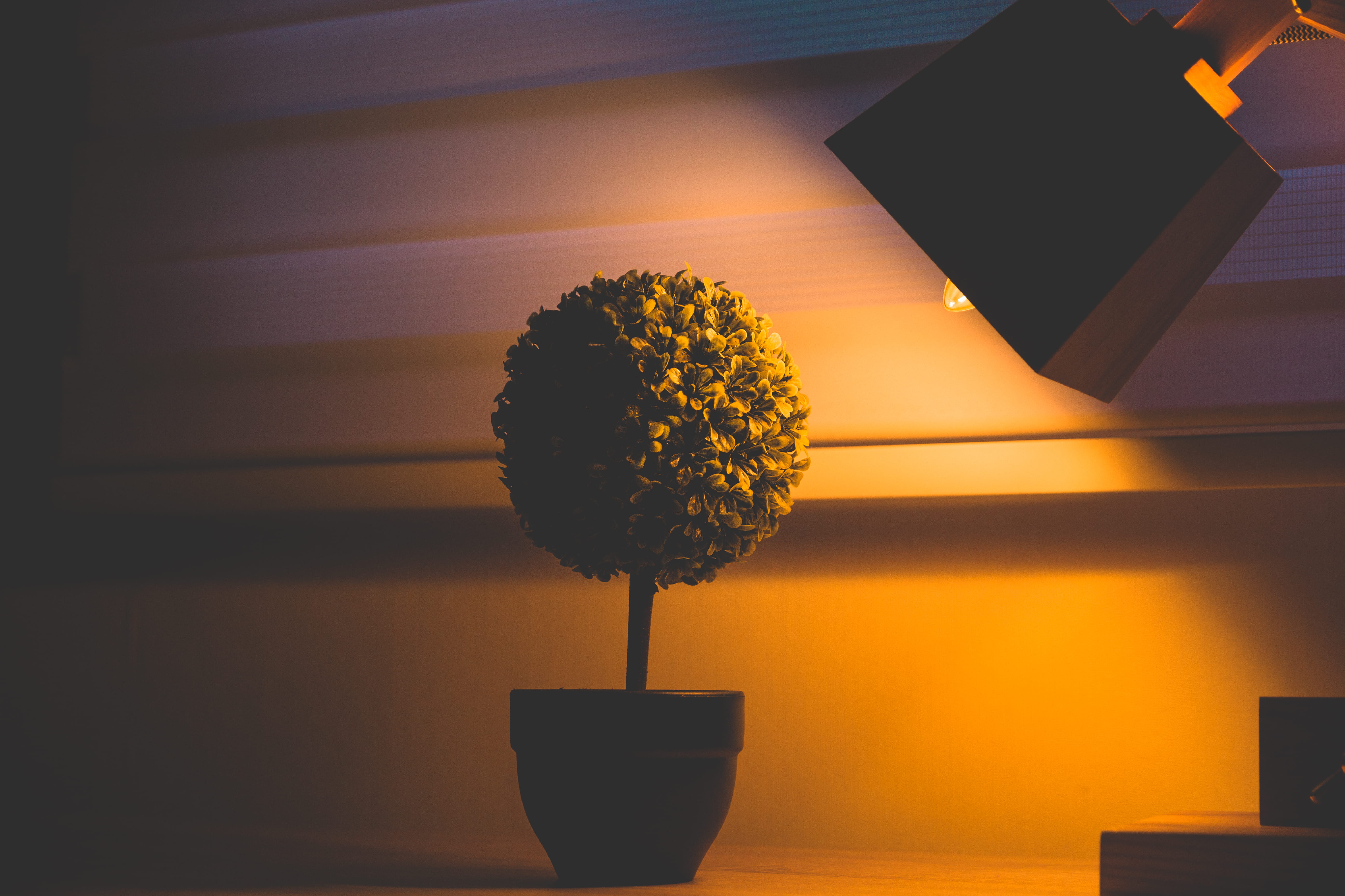 flower arrangement, beauty in nature, vase, plant, flowering plant, houseplant, low light, flower pot, 5K, close-up, chile, table, orange, lighting equipment, HD Wallpaper