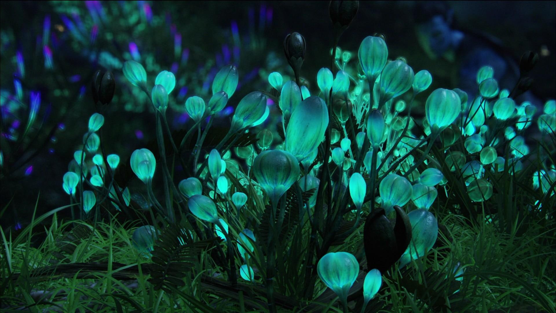 flowers, bioluminescence, 1080P, fungi, nature, HD Wallpaper