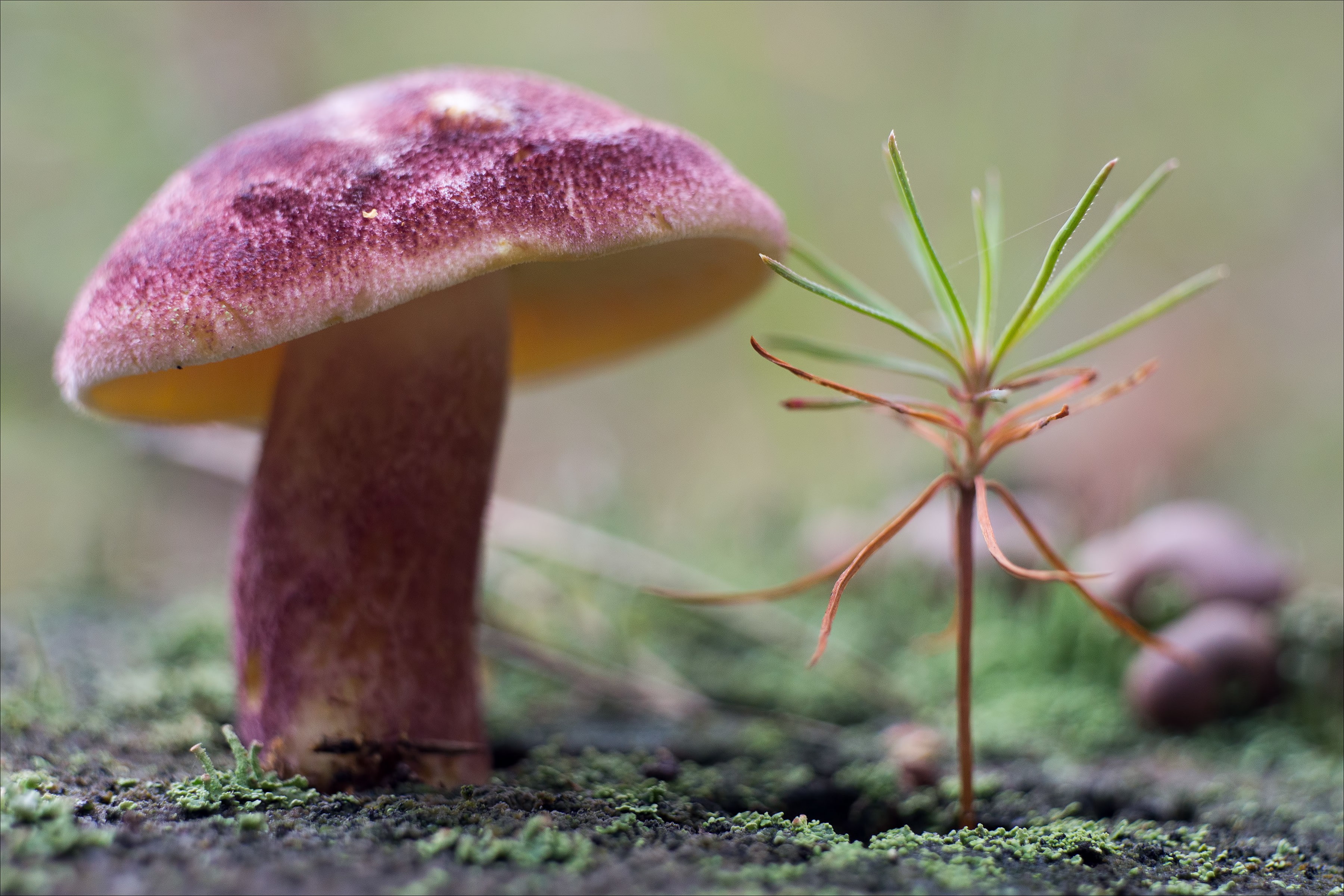 Nature, plants, 2K, fungi, moss, HD Wallpaper