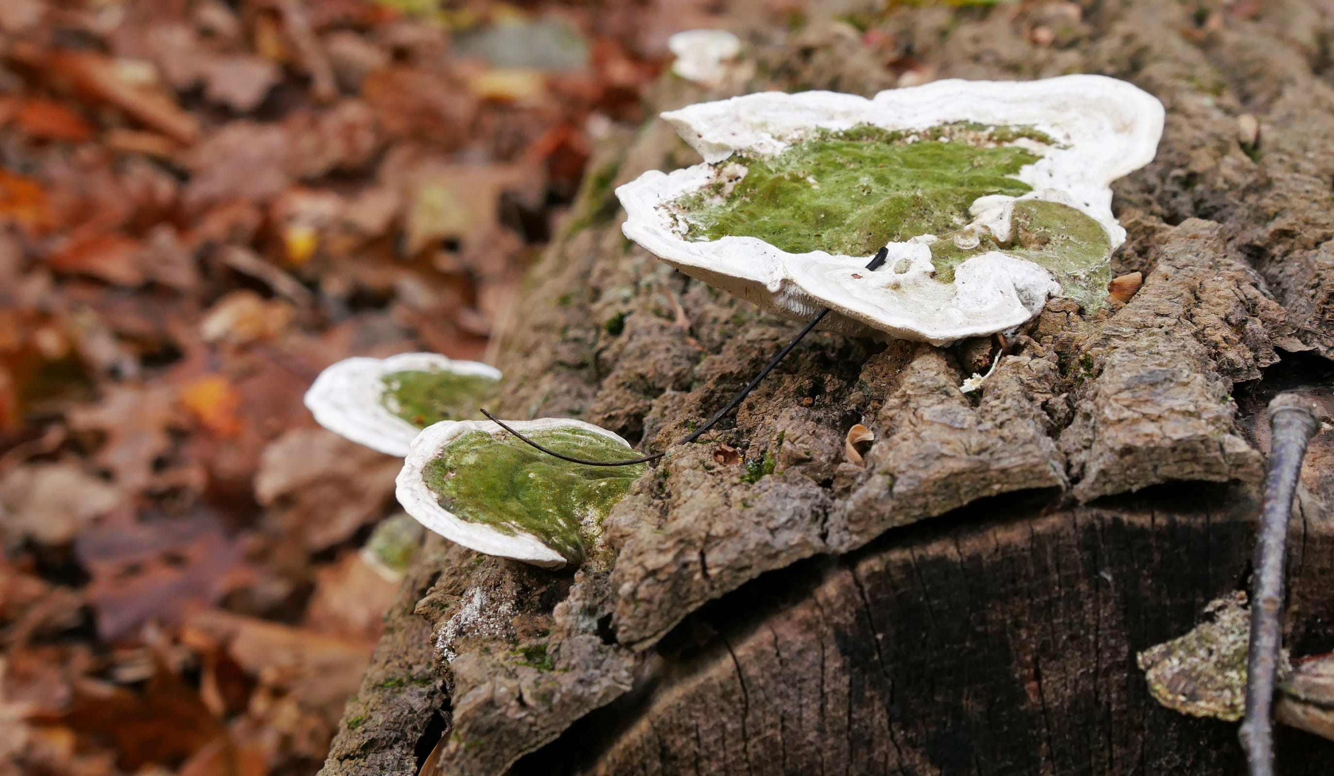 moss, fungi, bark, green, growing, land, outdoors, tree, close-up, leaf, photos of mushrooms, nature, mushroom fungi, mushroom, forest, no people, fallen, HD Wallpaper