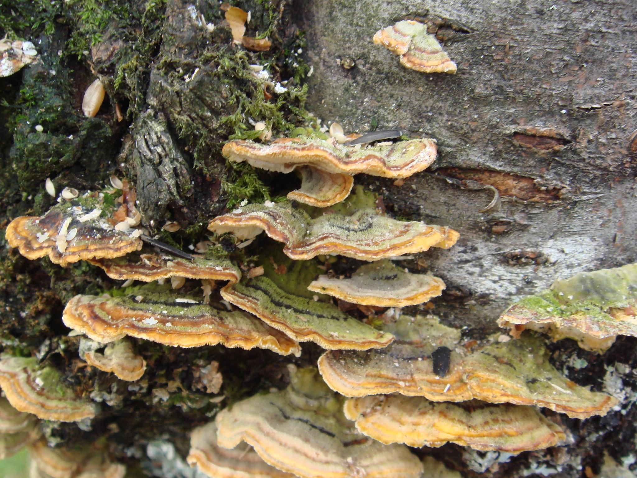 wood, fungi, 3d and abstract, 1080P, recycling, colours, patterns, ecology, nature, HD Wallpaper