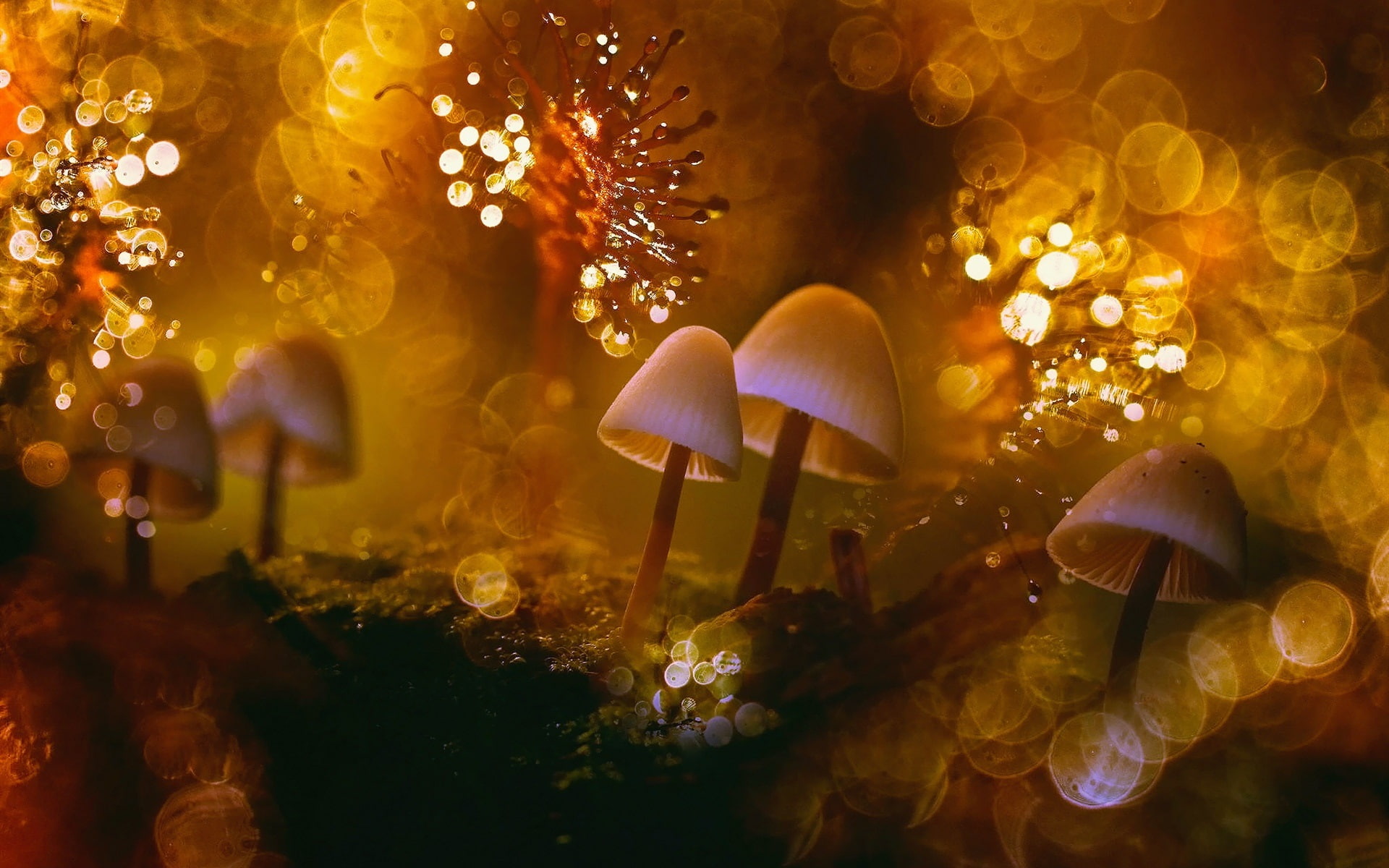 1080P, Fungi, Moss, Macro, Dew, Glare, Nature, HD Wallpaper