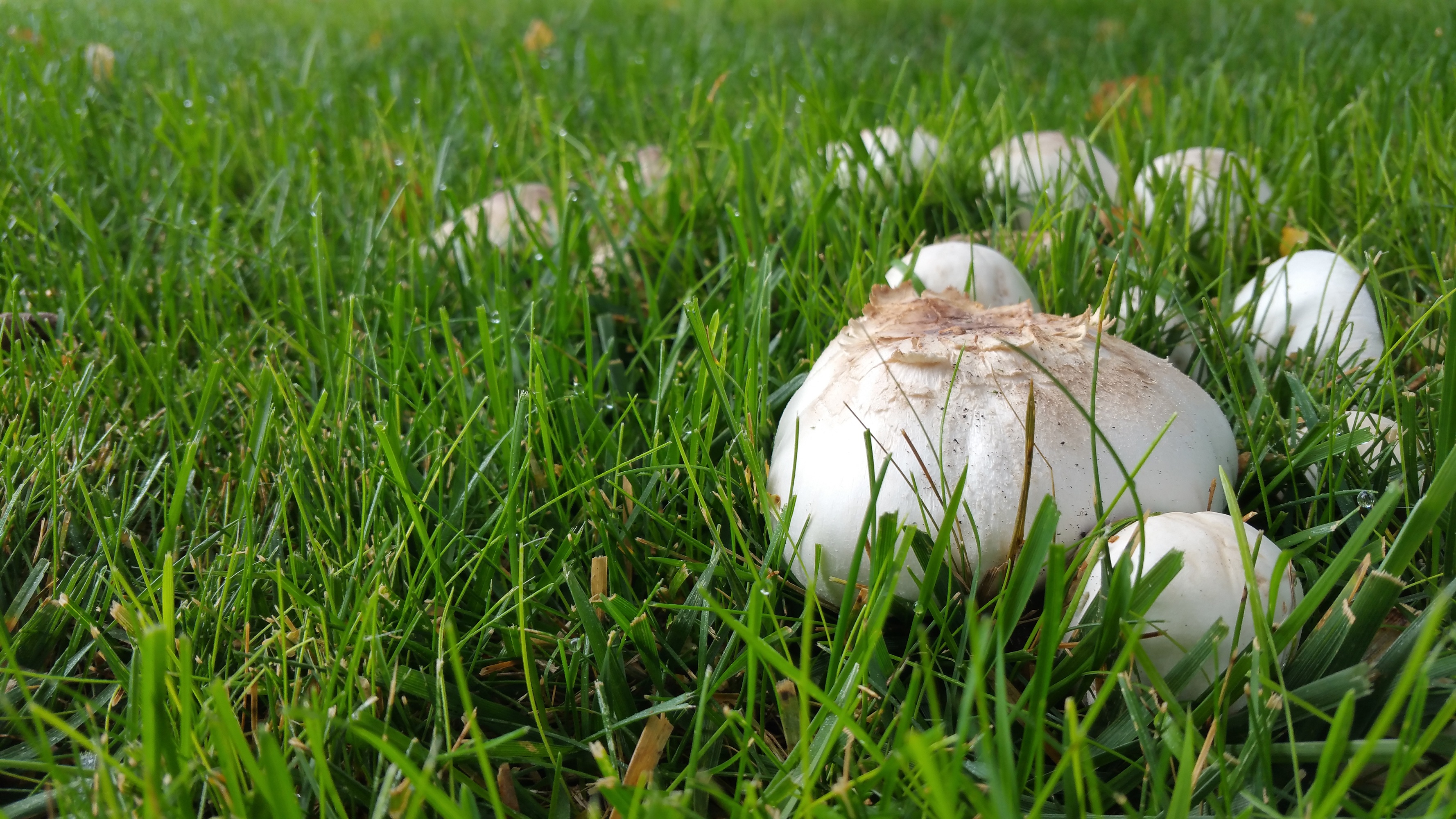 no people, nature, day, white color, growth, outdoors, tranquility, fungi, grass, green, close-up, freshness, focus on foreground, plant, food, season, HD Wallpaper