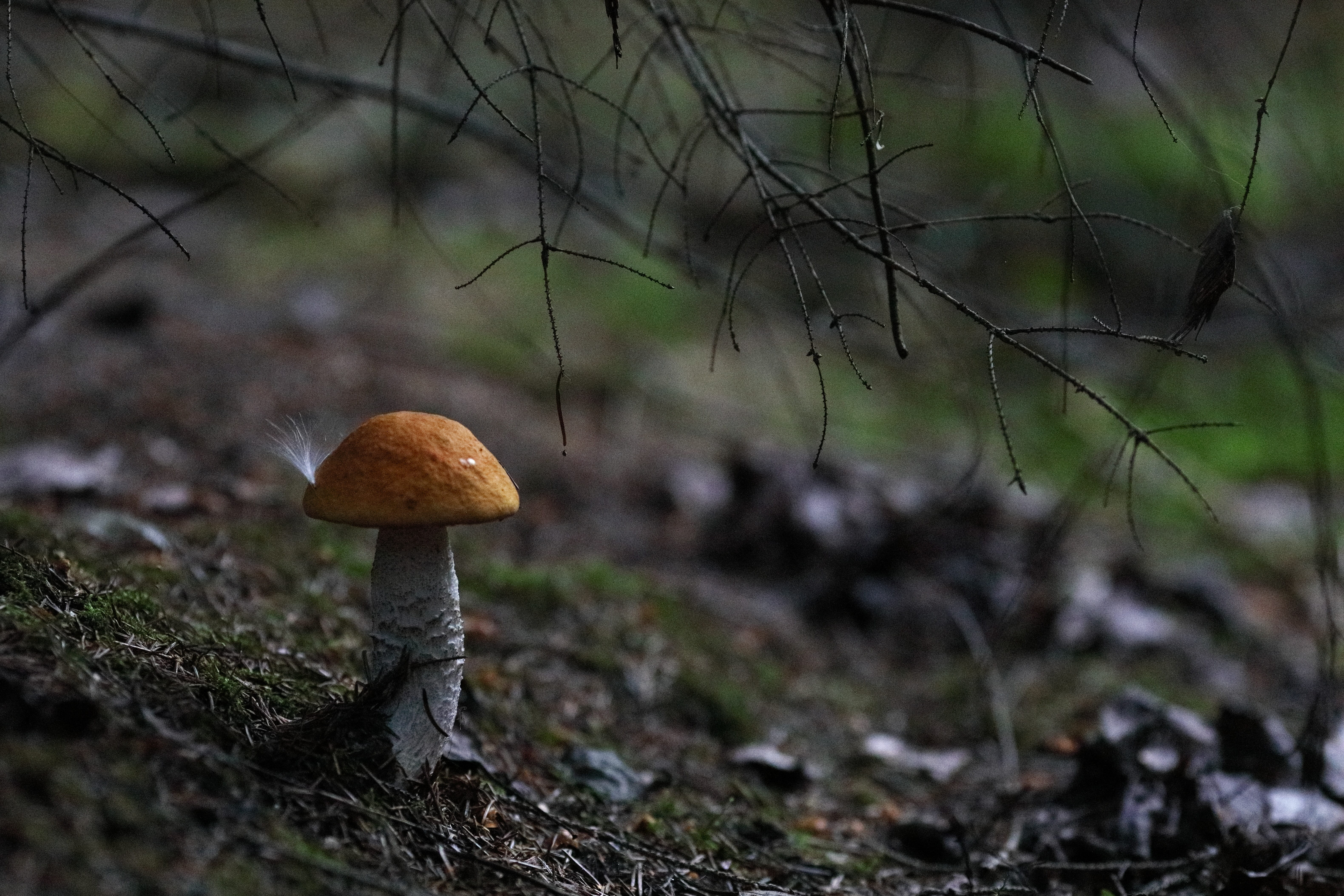 fungi, field, outdoors, 5K, boletaceae, tree, close-up, vegetable, forest, mushroom, nature, orange, land, beauty in nature, selective focus, plant, no people, HD Wallpaper