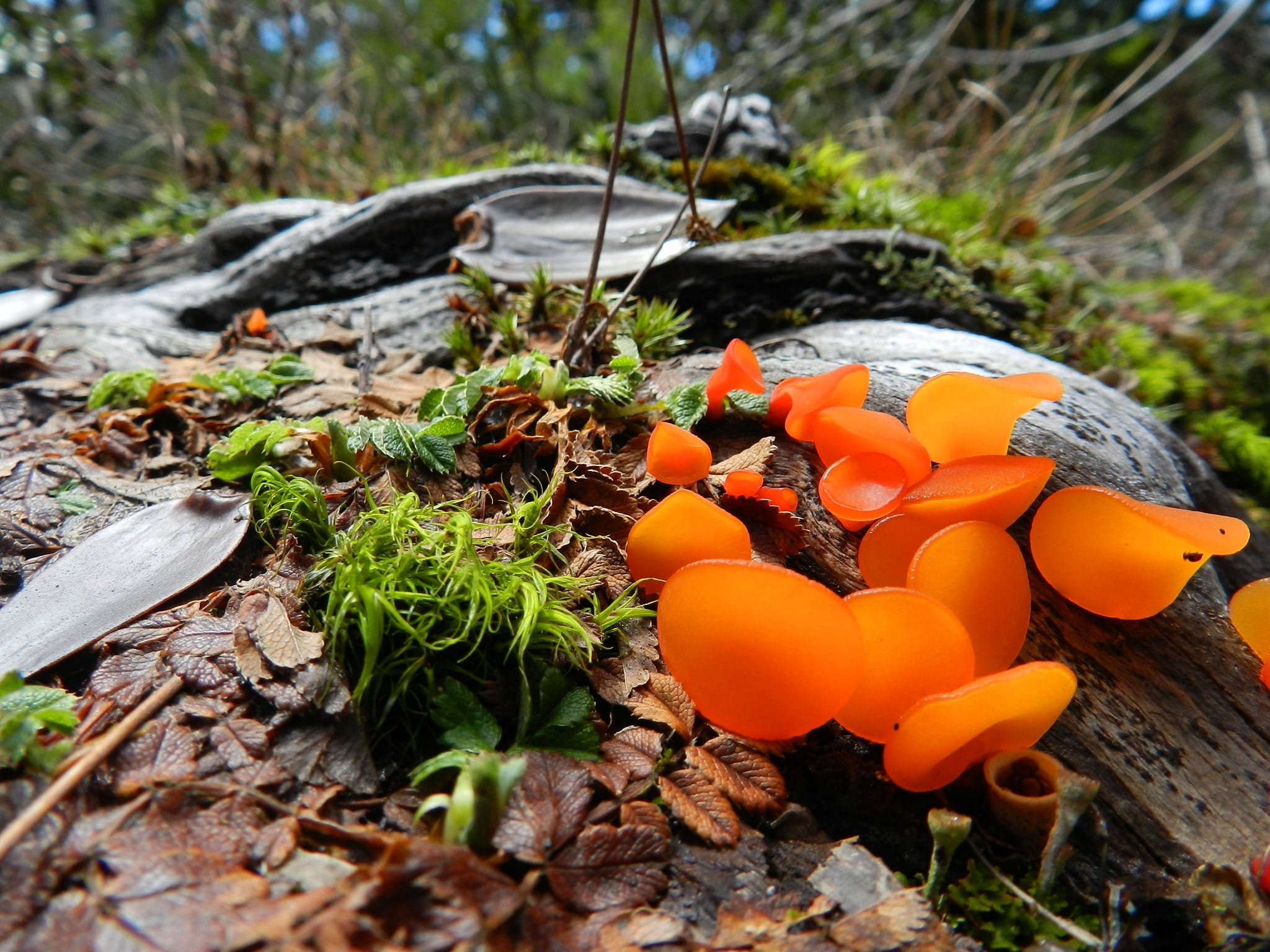 forest, close-up, chile, macro, growth, close, fungi, log, no people, day, strange, solid, organic, food and drink, freshness, moss, 1080P, spring, mushroom, HD Wallpaper