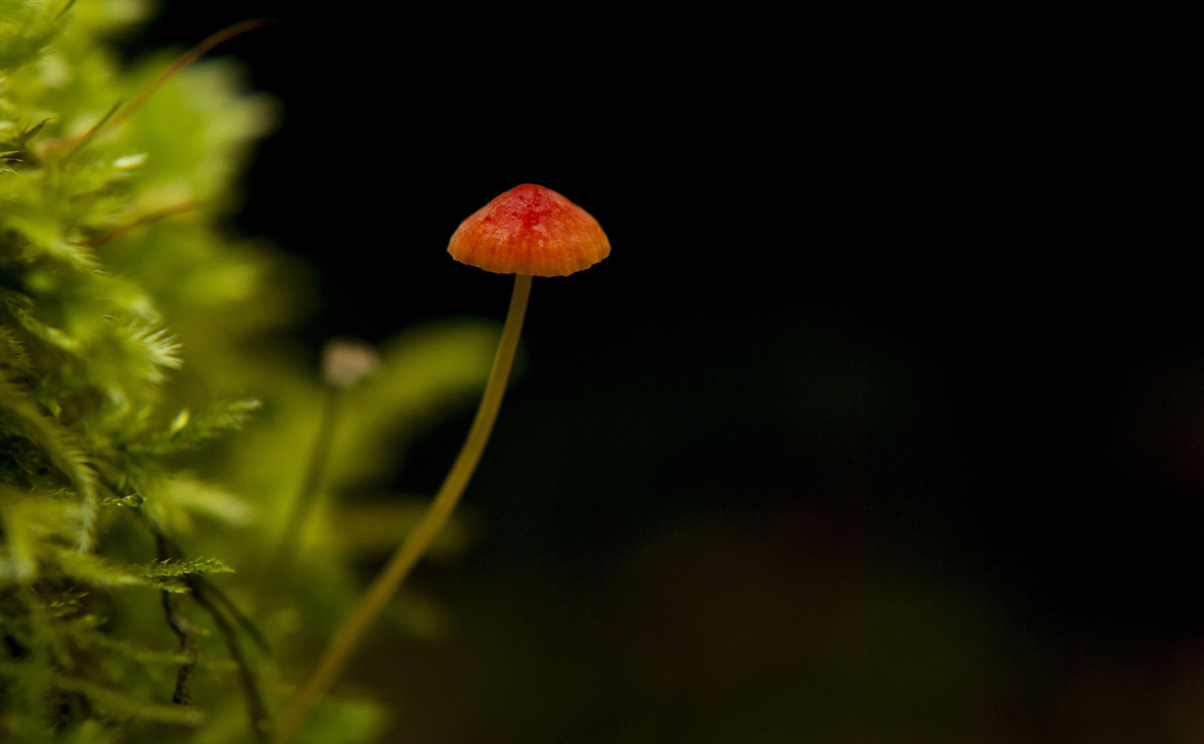 freshness, Nature, plant stem, vegetable, beauty in nature, Mushroom, plant, spring, selective focus, flower, flowering plant, close-up, Contrast, Black, HD Wallpaper