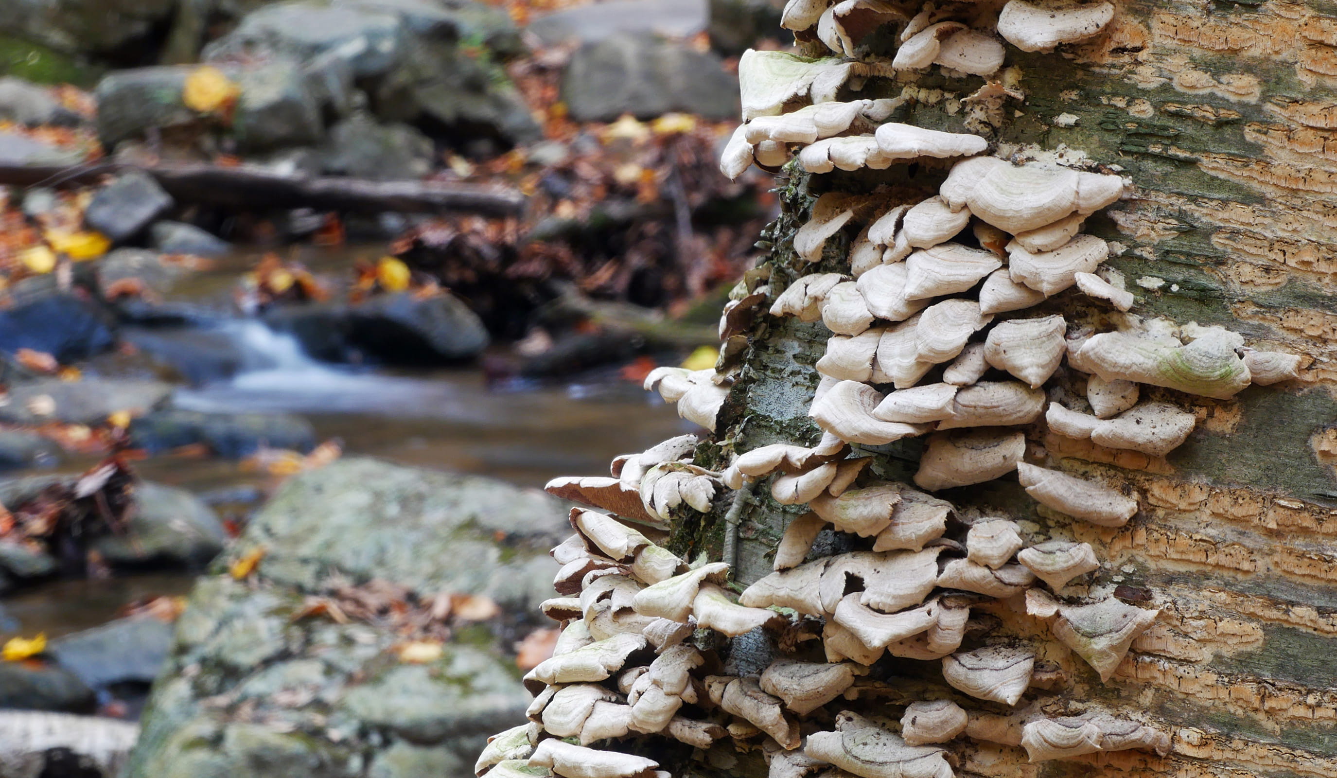 decay, focus on foreground, dead trees, growing, close-up, day, plant, stack, fungi mushroom, growth, tree fungi, tree, solid, rock, pictures of fungi, HD Wallpaper