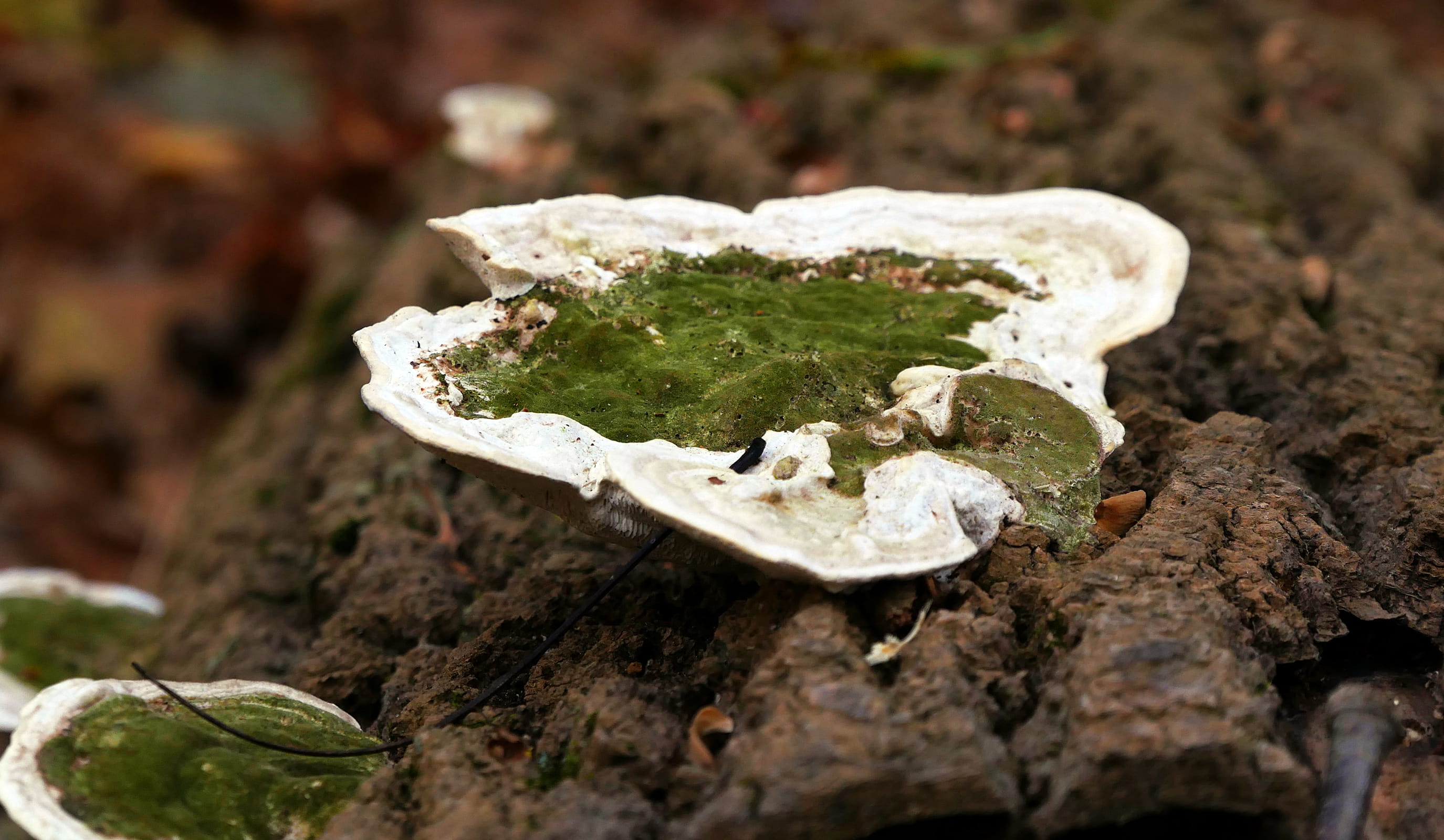 fallen, mushroom fungi, nature, no people, bark, different types of mushrooms, poisonous, green, pics of mushrooms, green fungus on tree, leaf, forest images, HD Wallpaper