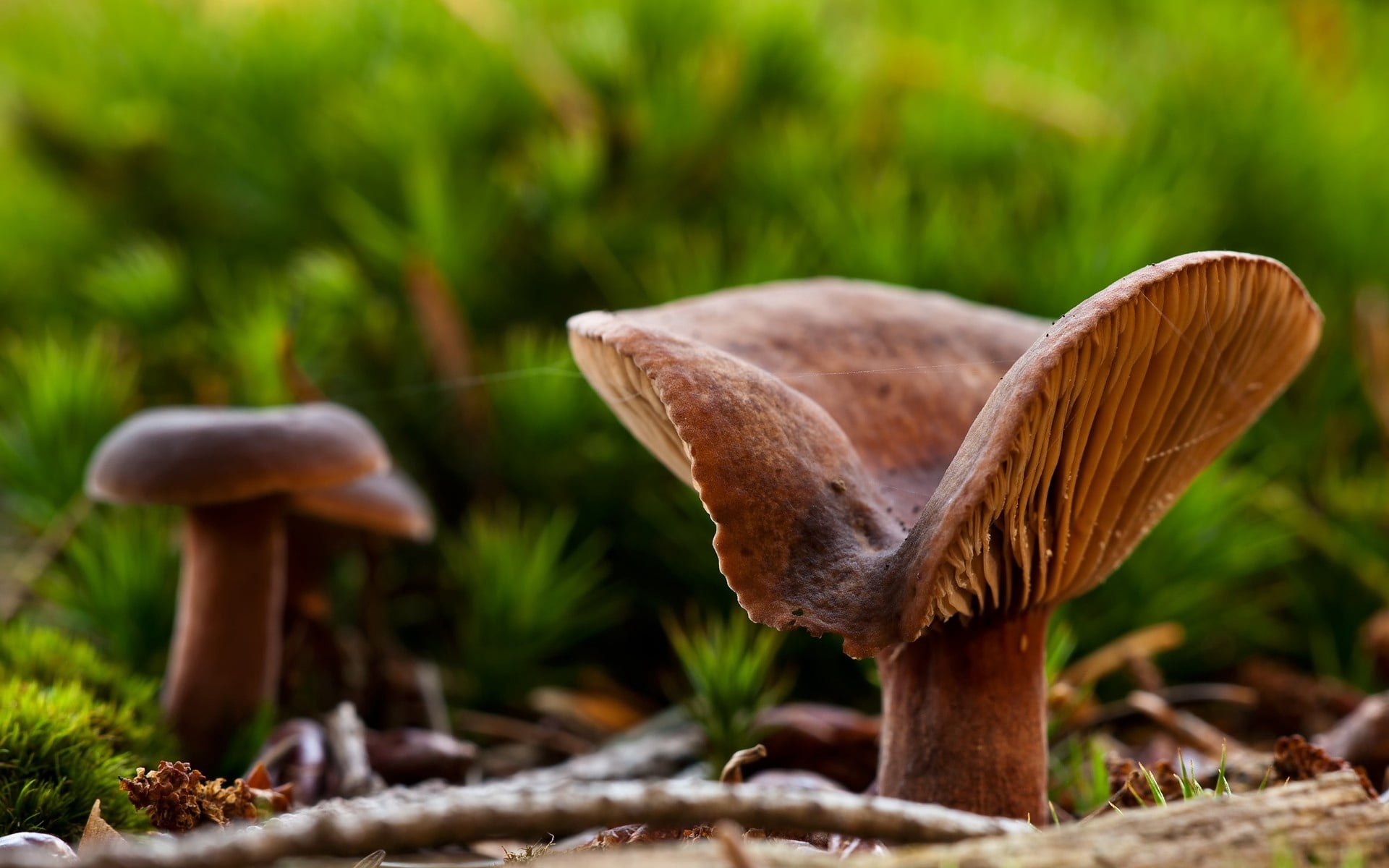 grass, toadstool, growth, fungus, selective focus, focus on foreground, fungi, close-up, no people, freshness, field, vegetable, outdoors, vulnerability, HD Wallpaper