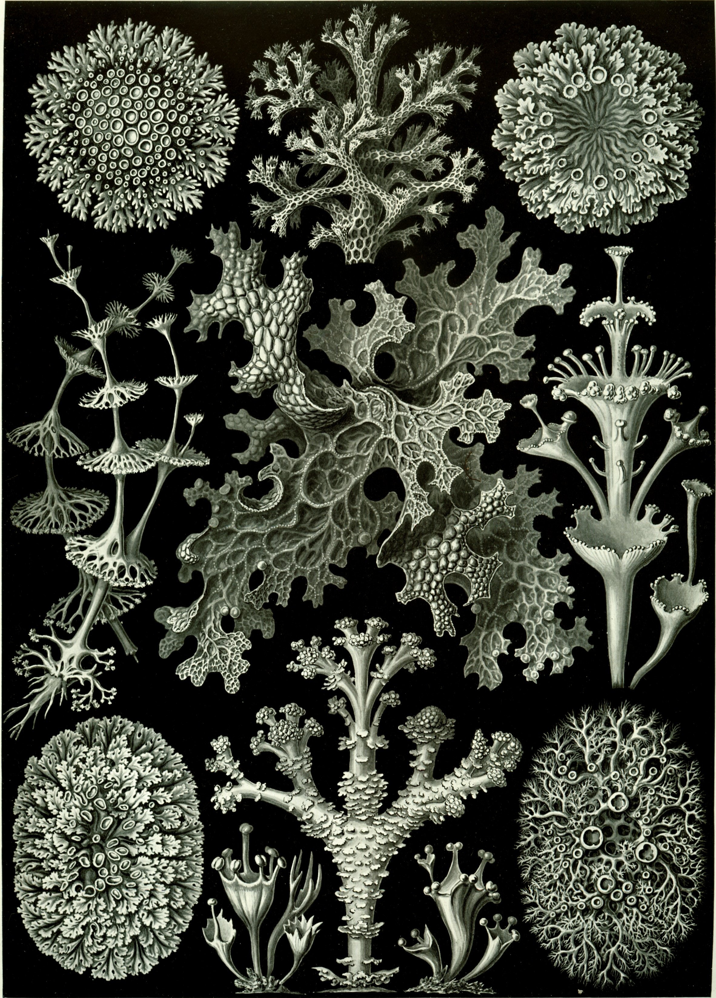 snowflake, coral, indoors, chlorophyta, decoration, backgrounds, symbiosis, full frame, black background, nature, craft, beauty in nature, winter, weave, Phone HD Wallpaper