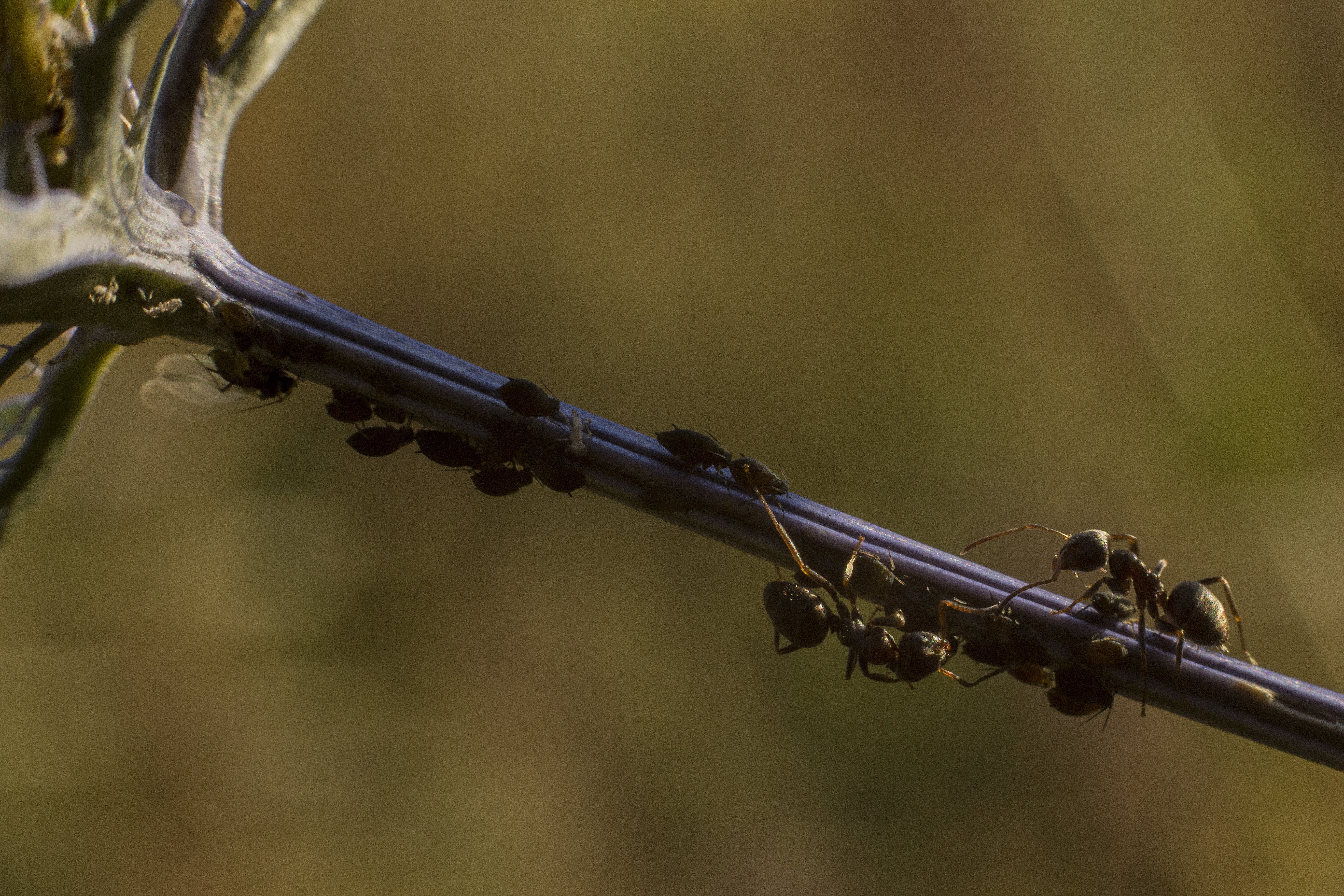 greens, rifle, summer, weapon, insects, arts culture and entertainment, plants, leaves, ants, focus on foreground, animal themes, safety, selective focus, HD Wallpaper